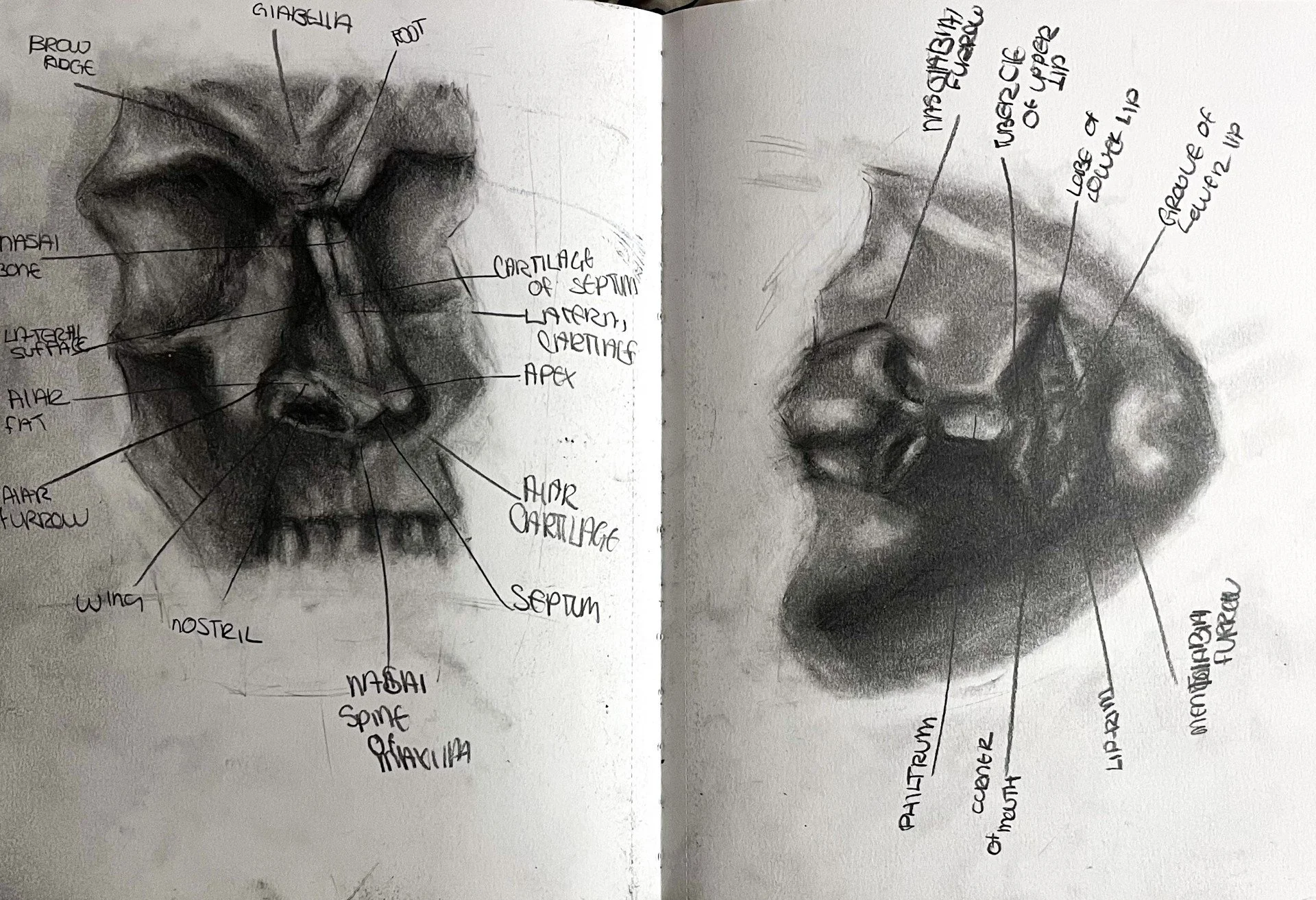 Anatomical Studies 1, 2024