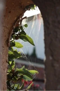 View through a circular hole in a wall showing green leaves, spider web, and an outdoor background.