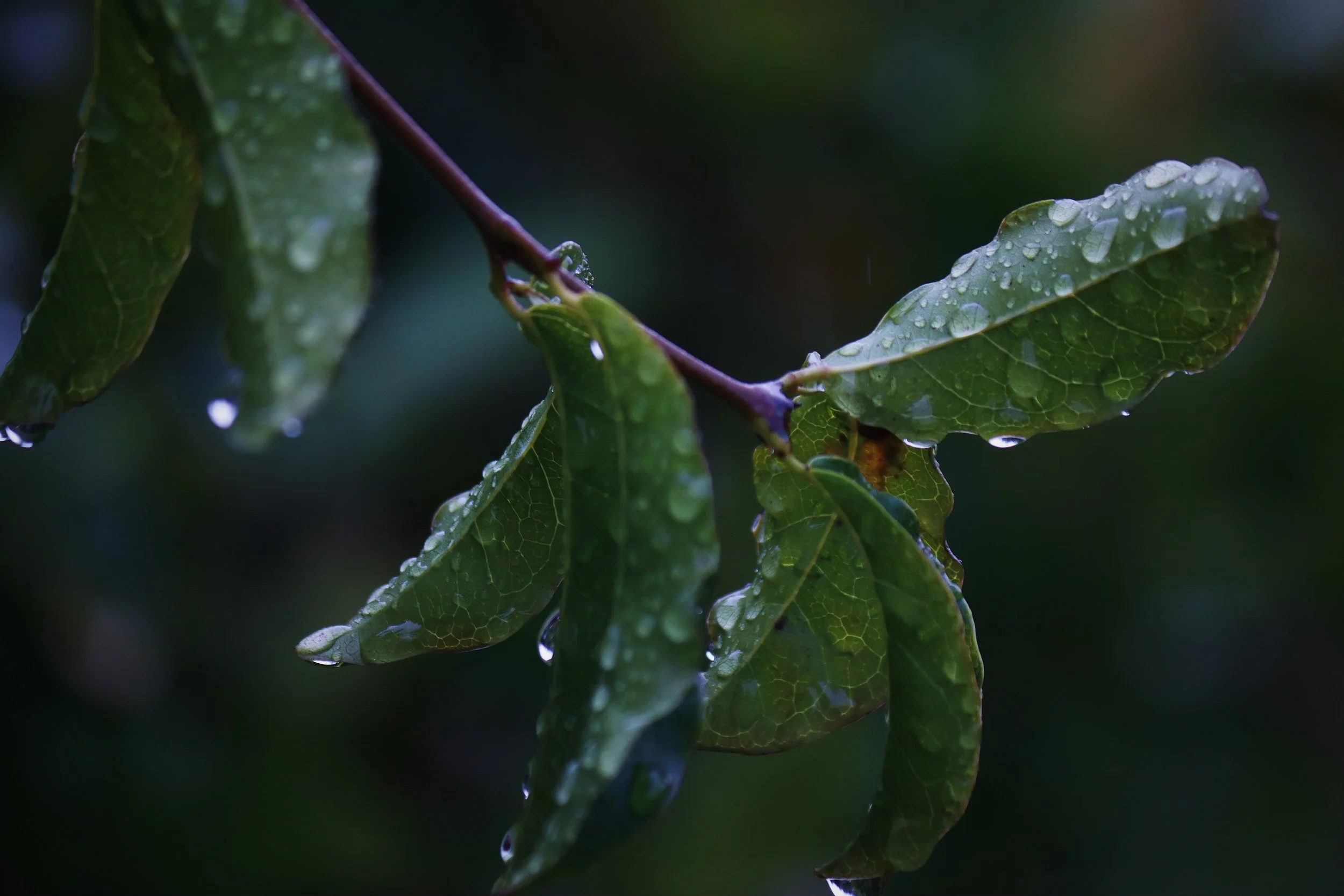 Close-up of green leaves with water droplets on them, outdoors.