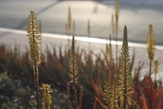 Close-up of tall, spiky plants and dried grasses near a sandy beach with water in the background under an overcast sky.