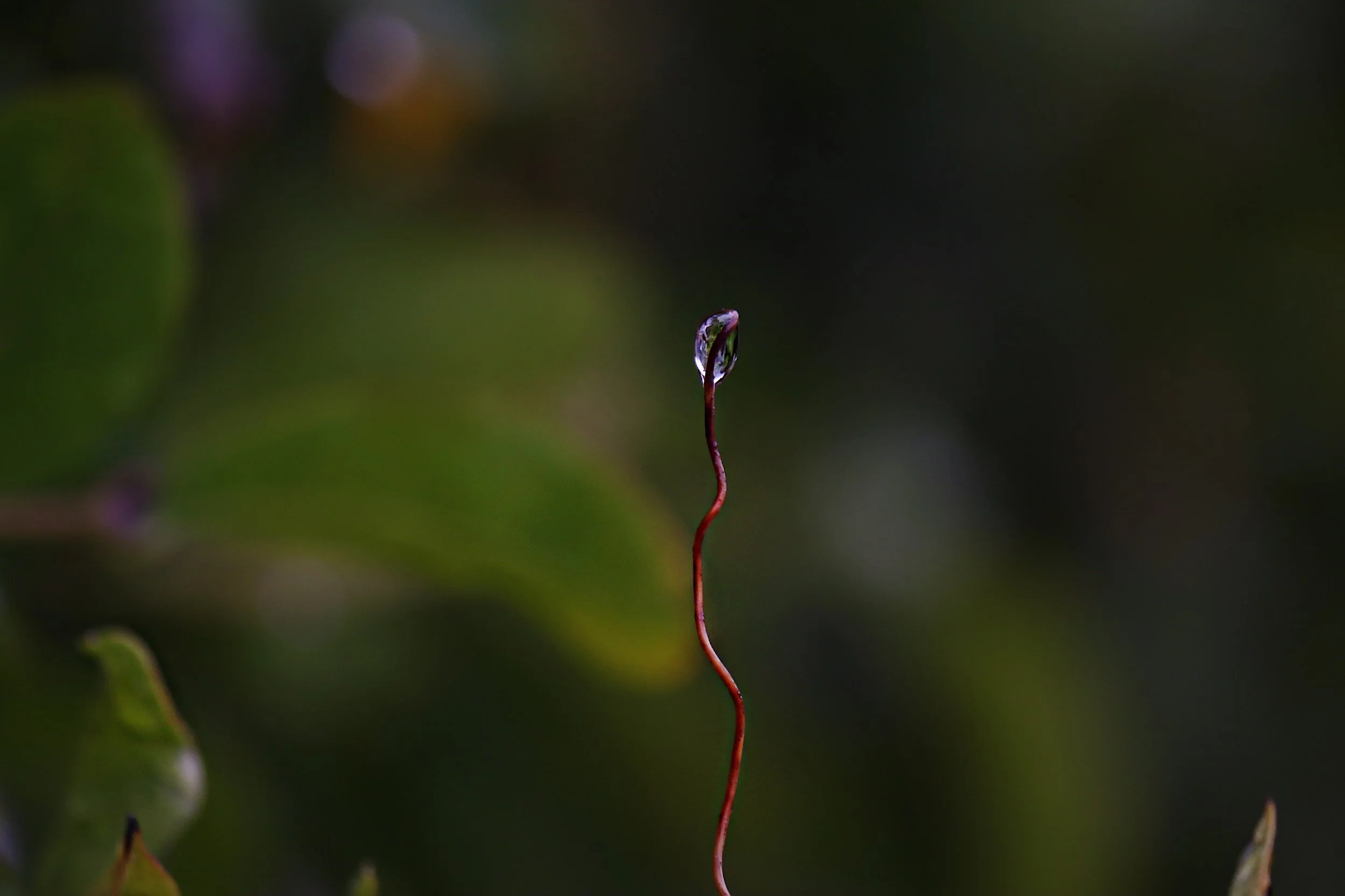 Close-up of a thin, curly plant stem with a small water droplet at the tip, set against a blurred background of green leaves.
