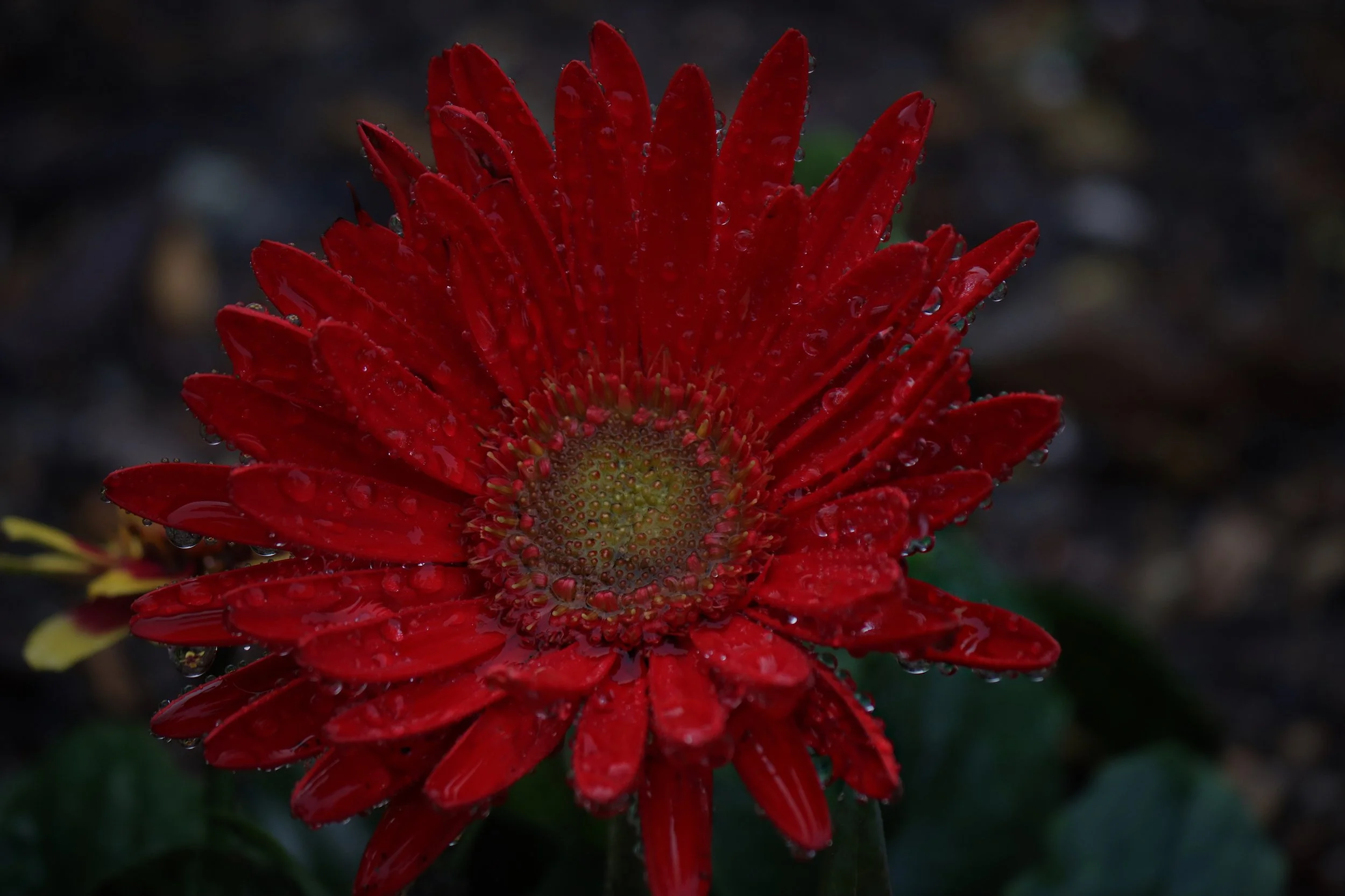 A close-up of a red flower with water droplets on its petals, dark background.