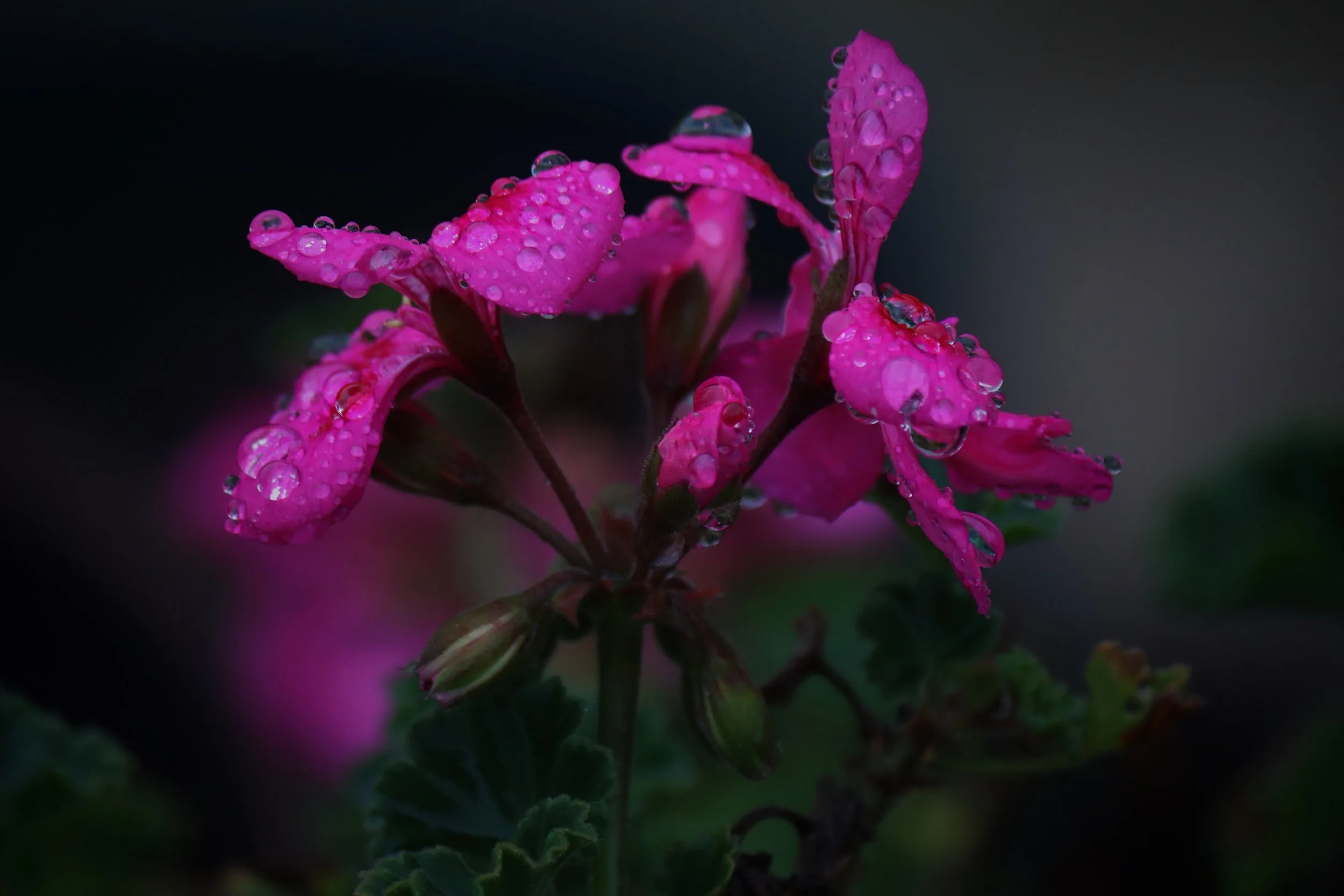 Close-up of pink flowers with water droplets on petals, dark background.