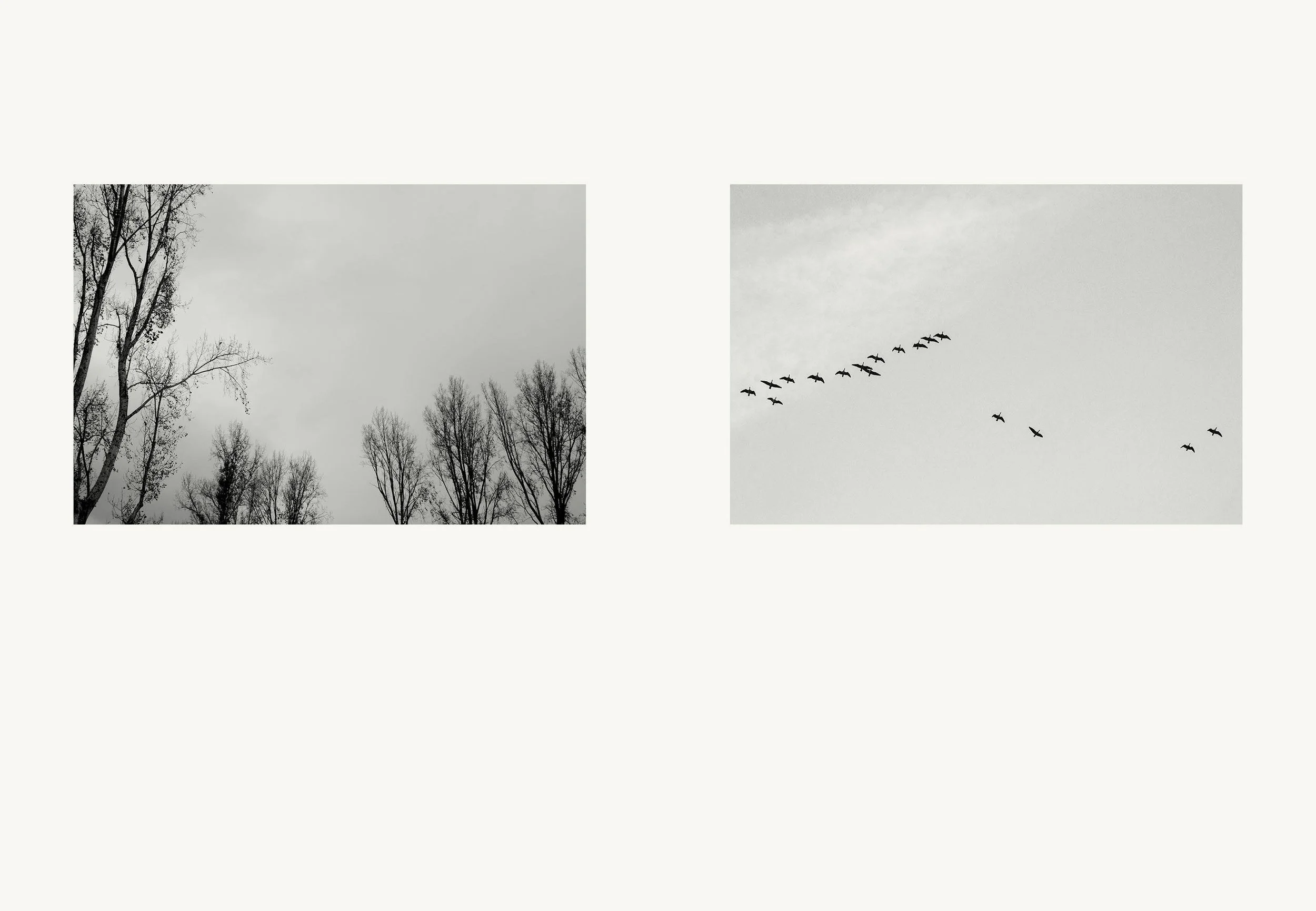 trees ducks.jpg