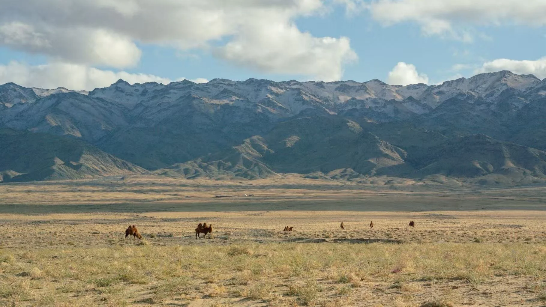 Wide desert landscape with a few camels grazing, distant mountains with snow on peaks under a partly cloudy sky.