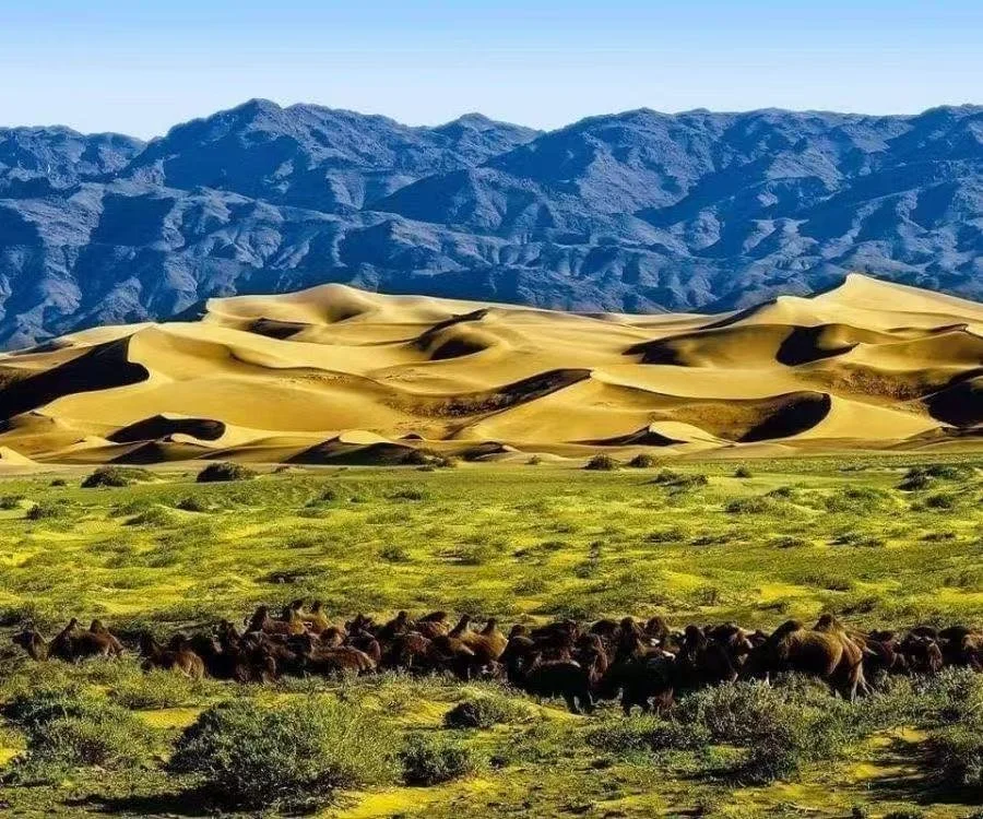 A landscape with green grass, a herd of horses, yellow sand dunes, and blue mountains in the background under a clear sky.