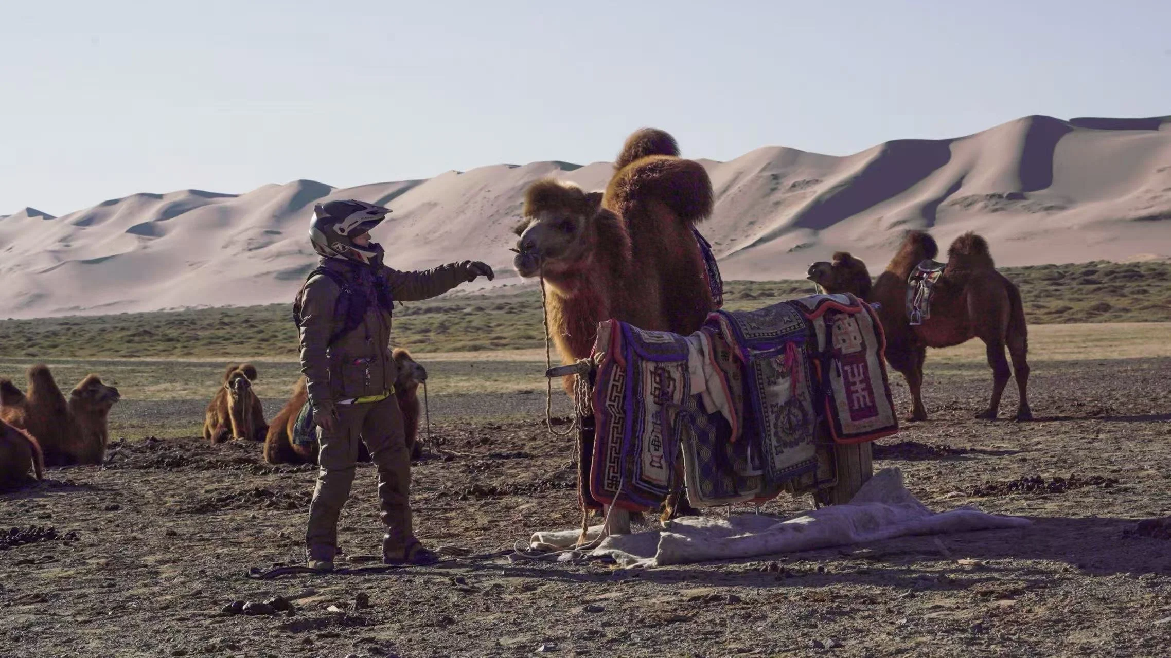 A person wearing a helmet and outdoor gear interacts with a camel decorated with colorful textiles, set against a backdrop of sand dunes and other camels in a desert landscape.