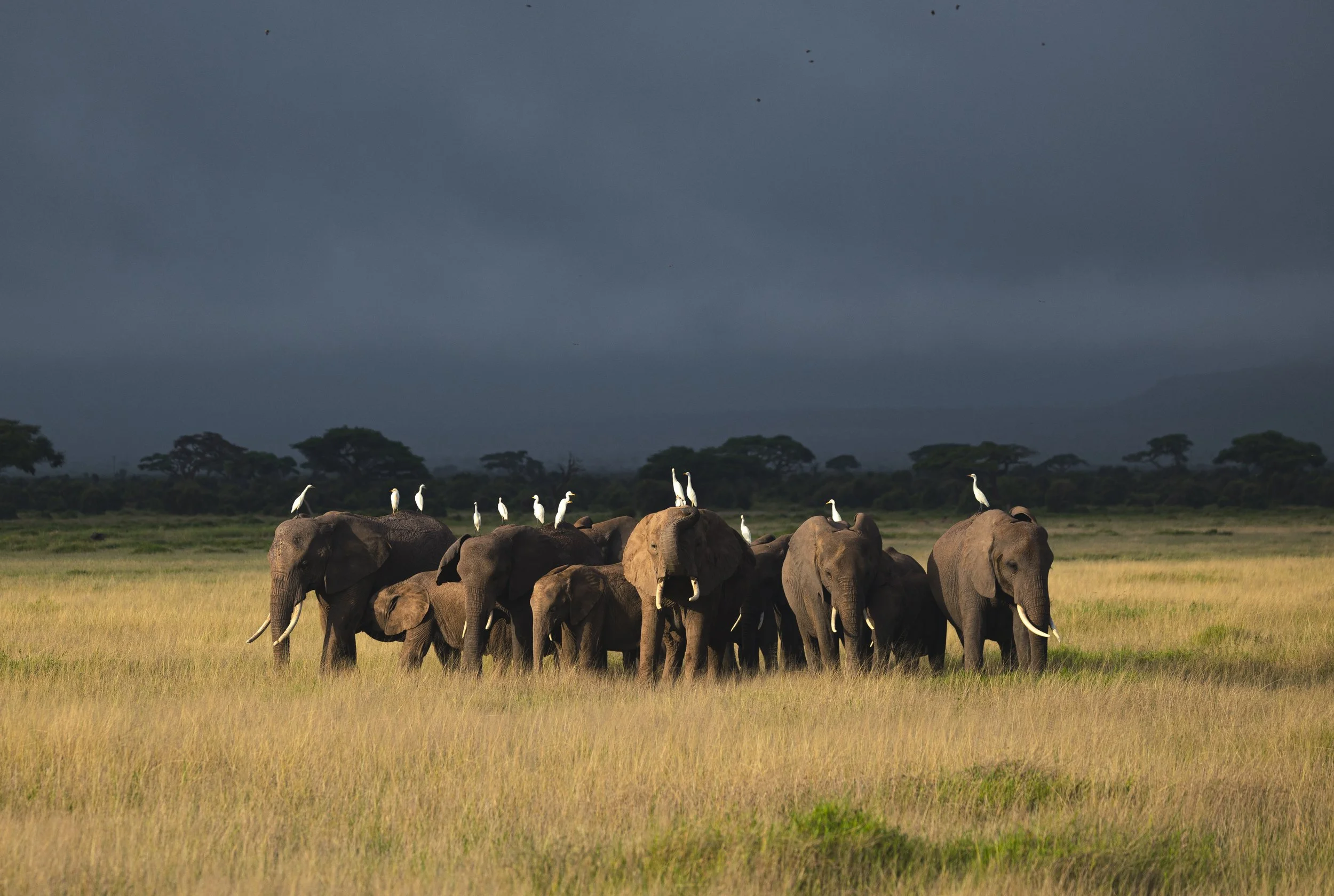 THE HERD IN AMBOSELI 