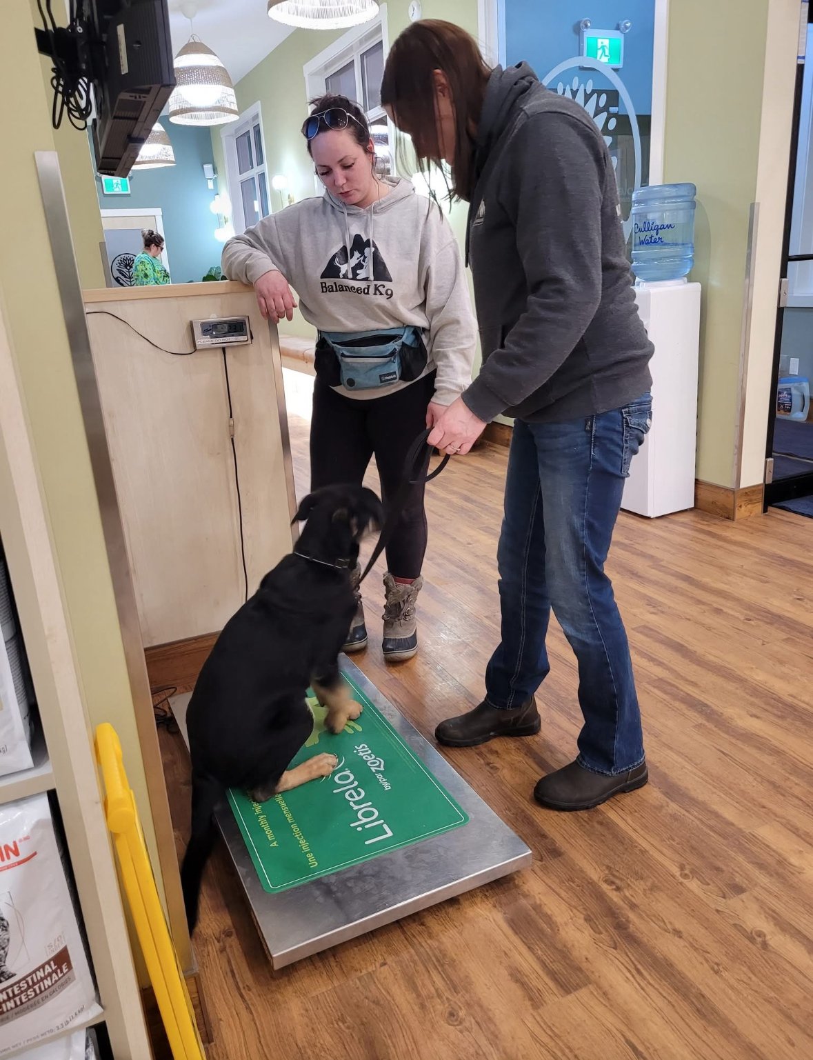 Dog Training Cranbrook