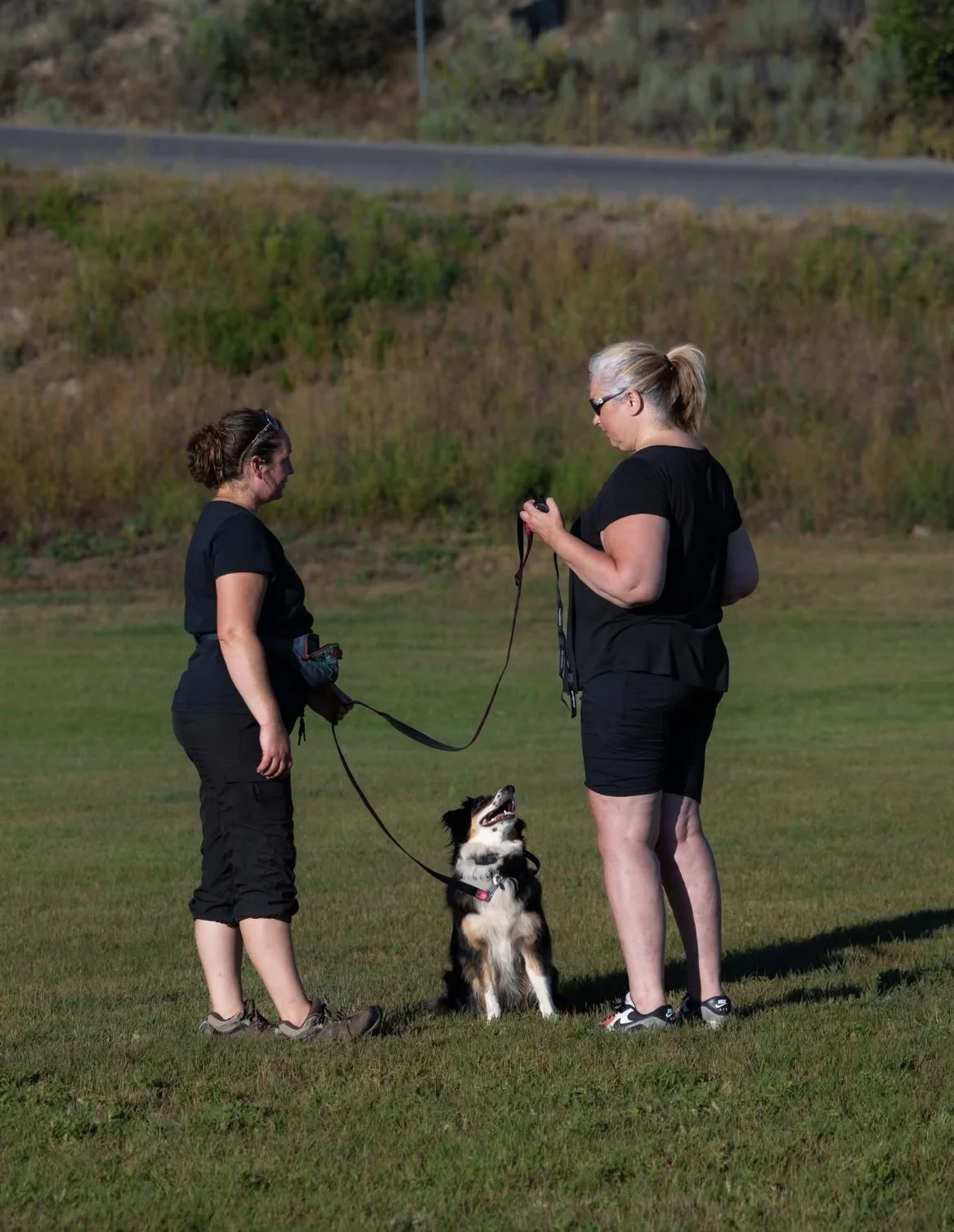 Group Dog Training