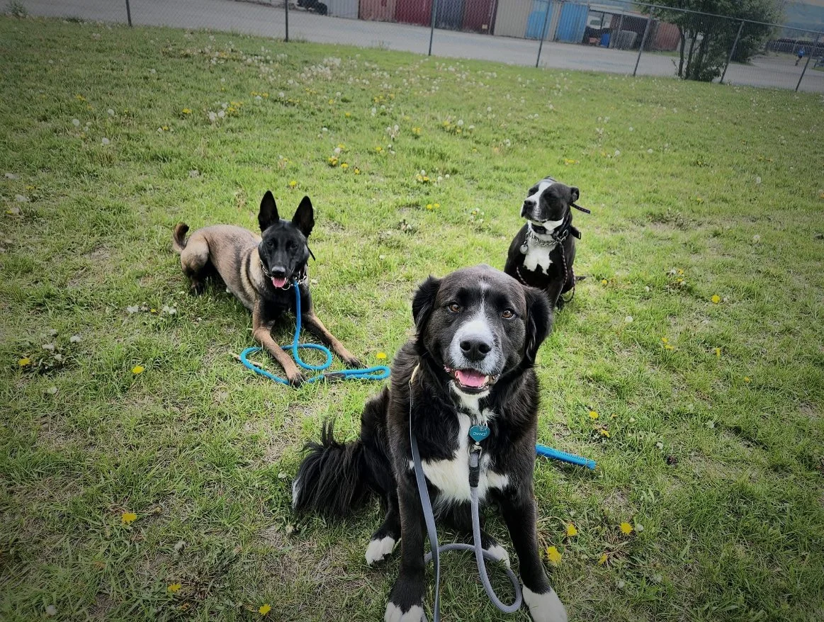 Group Dog Training