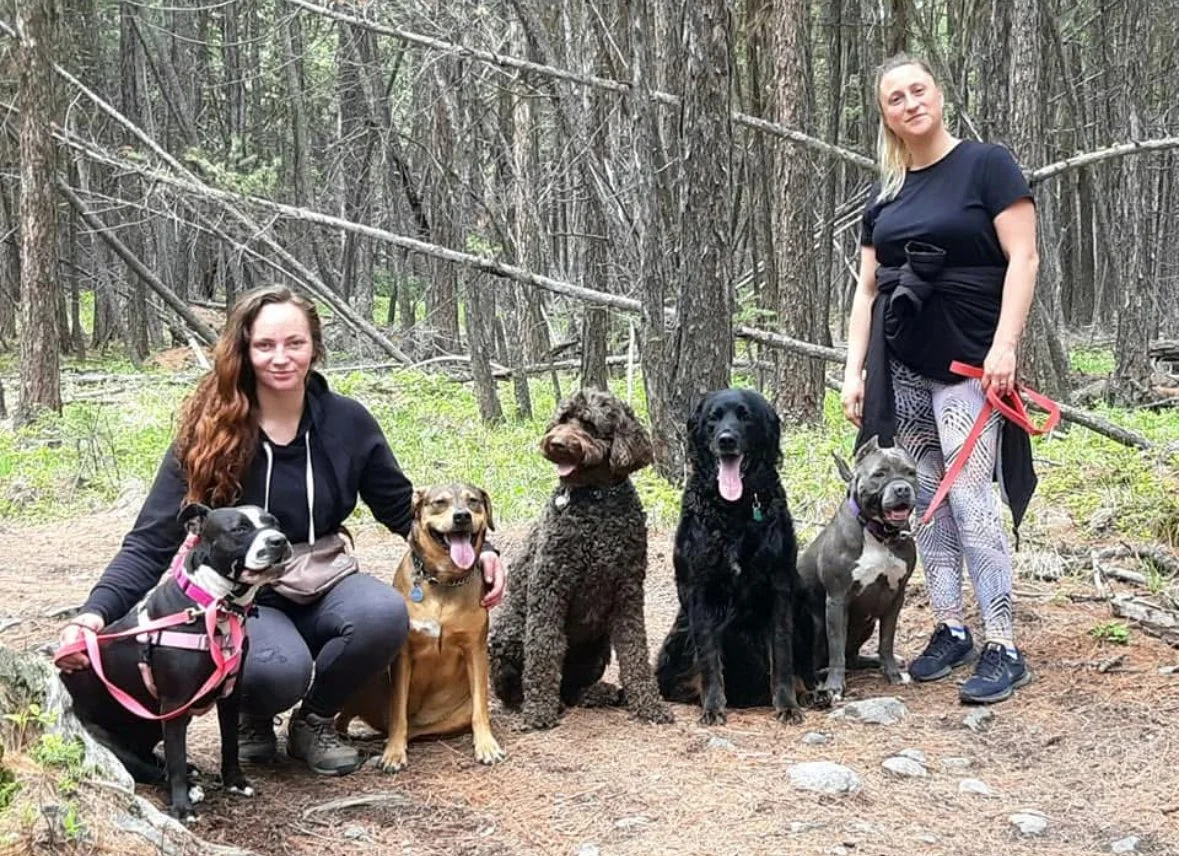 Group Dog Training