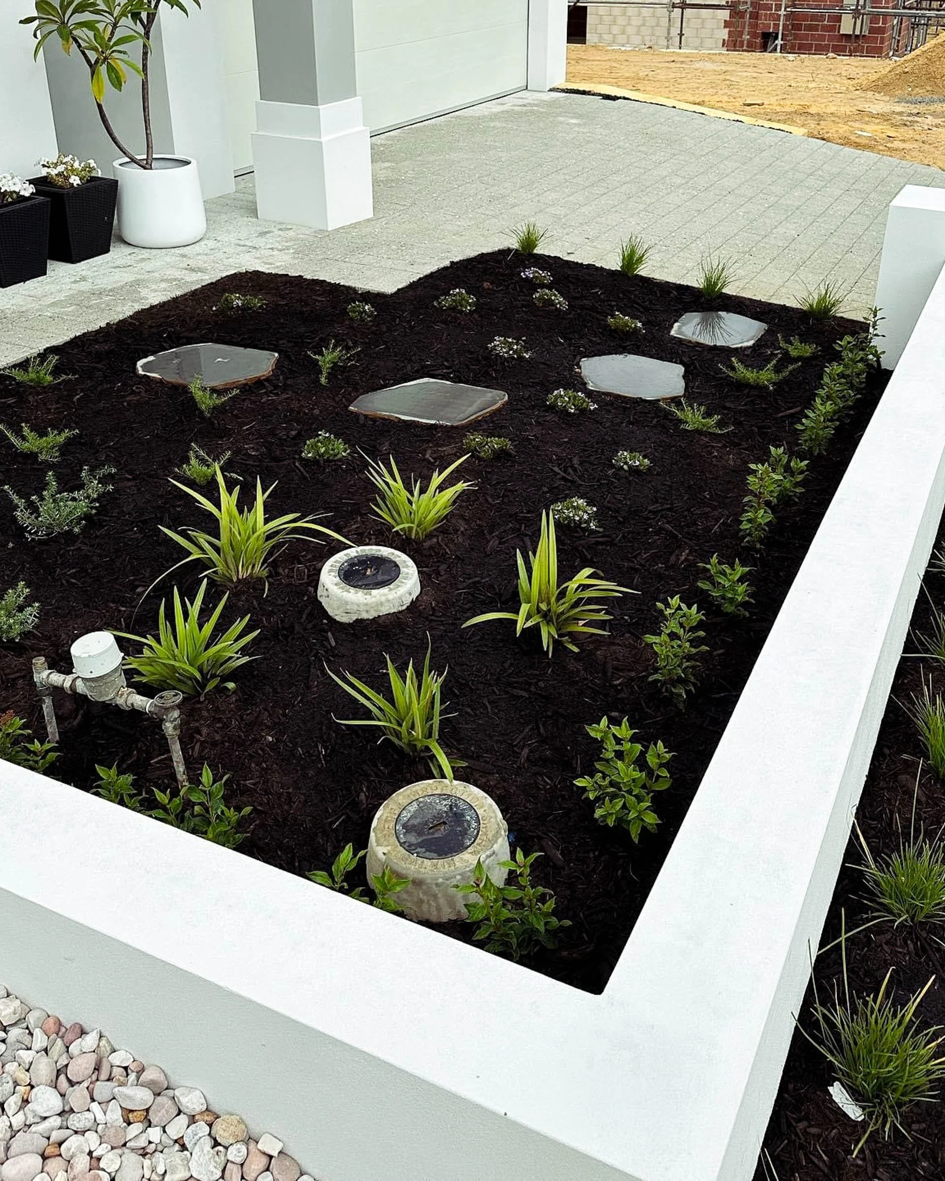 A Coogee garden designed for low maintenance with structured planting, Magnolia trees, bluestone steppers, and neat lawn edging.