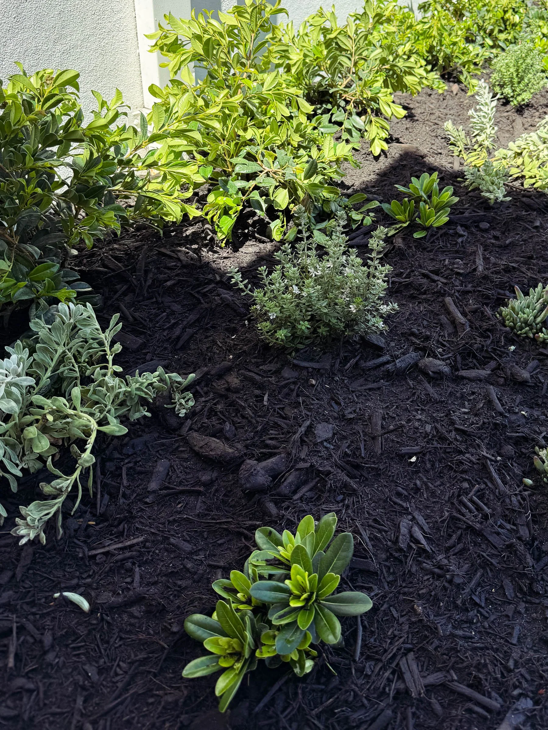 EL_INNALOO 2.0-2.jpg