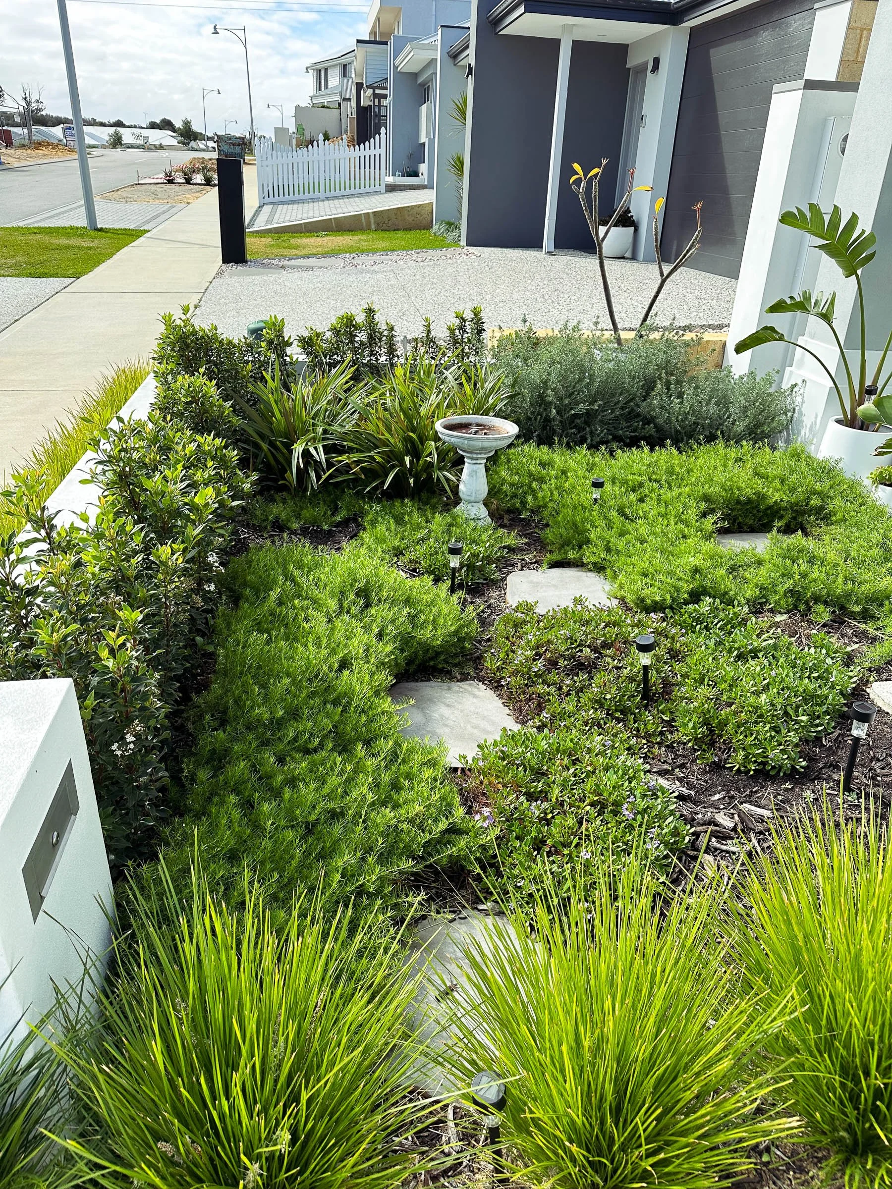A Coogee garden designed for low maintenance with structured planting, Magnolia trees, bluestone steppers, and neat lawn edging.