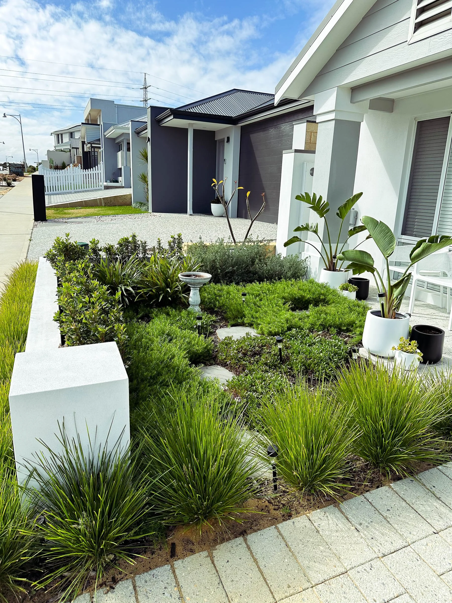 A Coogee garden designed for low maintenance with structured planting, Magnolia trees, bluestone steppers, and neat lawn edging.