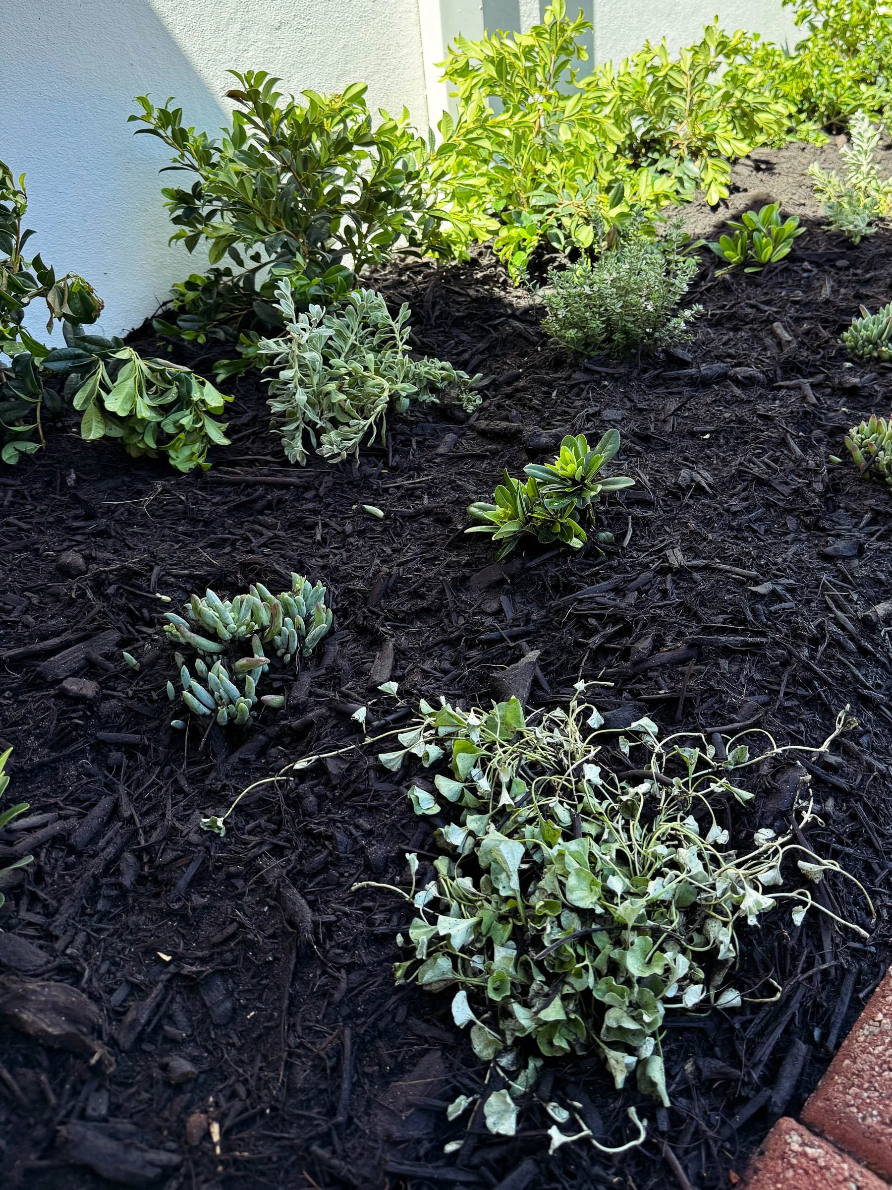 EL_INNALOO 2.0-3.jpg