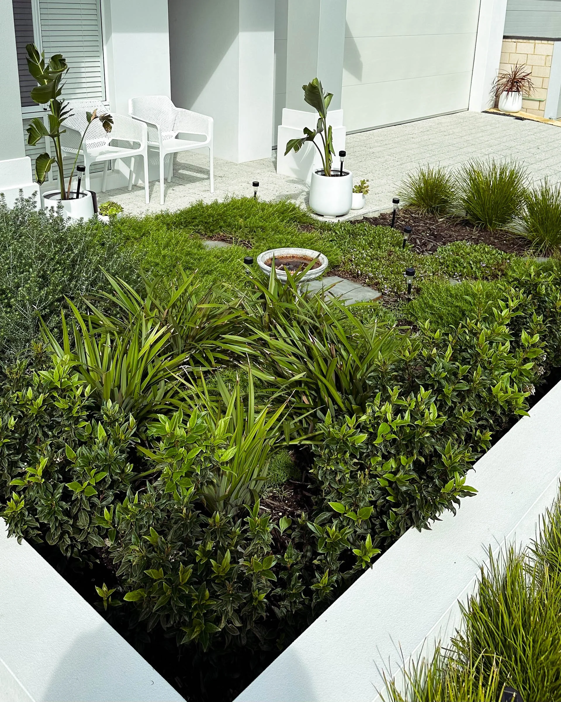 A Coogee garden designed for low maintenance with structured planting, Magnolia trees, bluestone steppers, and neat lawn edging.