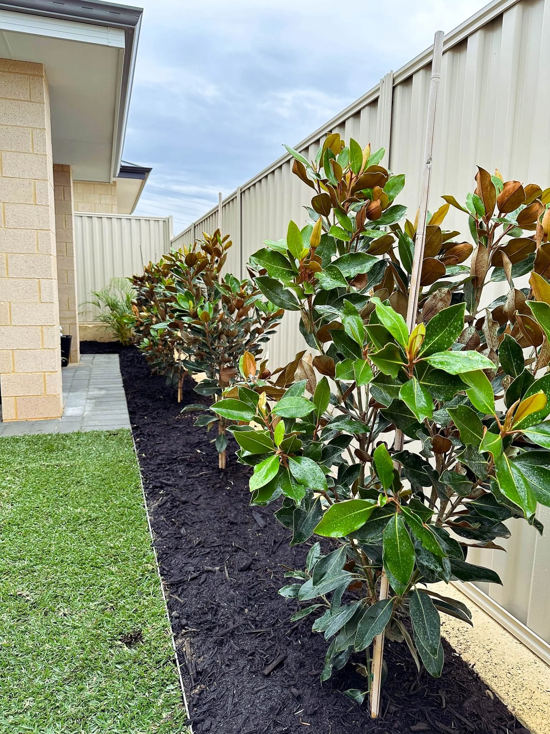A Coogee garden designed for low maintenance with structured planting, Magnolia trees, bluestone steppers, and neat lawn edging.