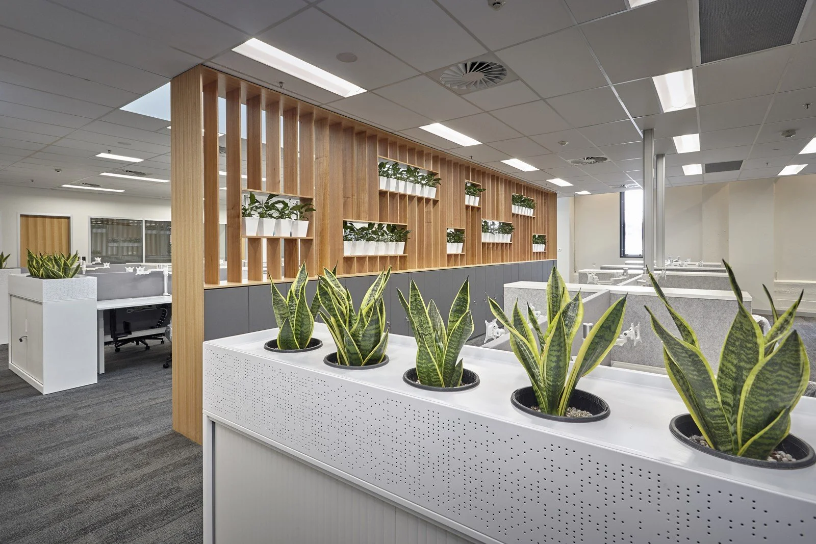 Modern office space with plants, wooden shelving, and cubicles.