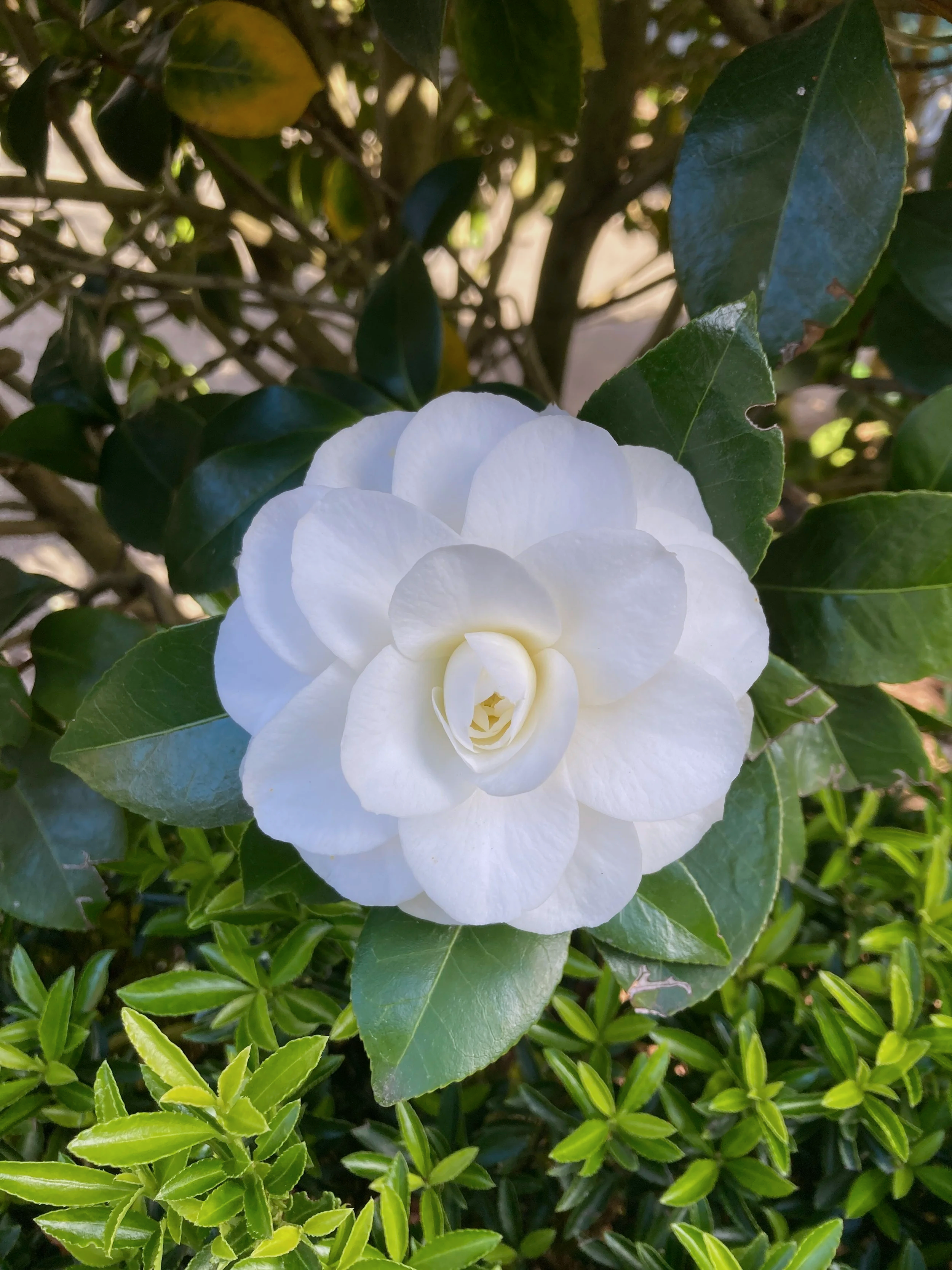 A white camellia flower blooming amidst green leaves and foliage.
