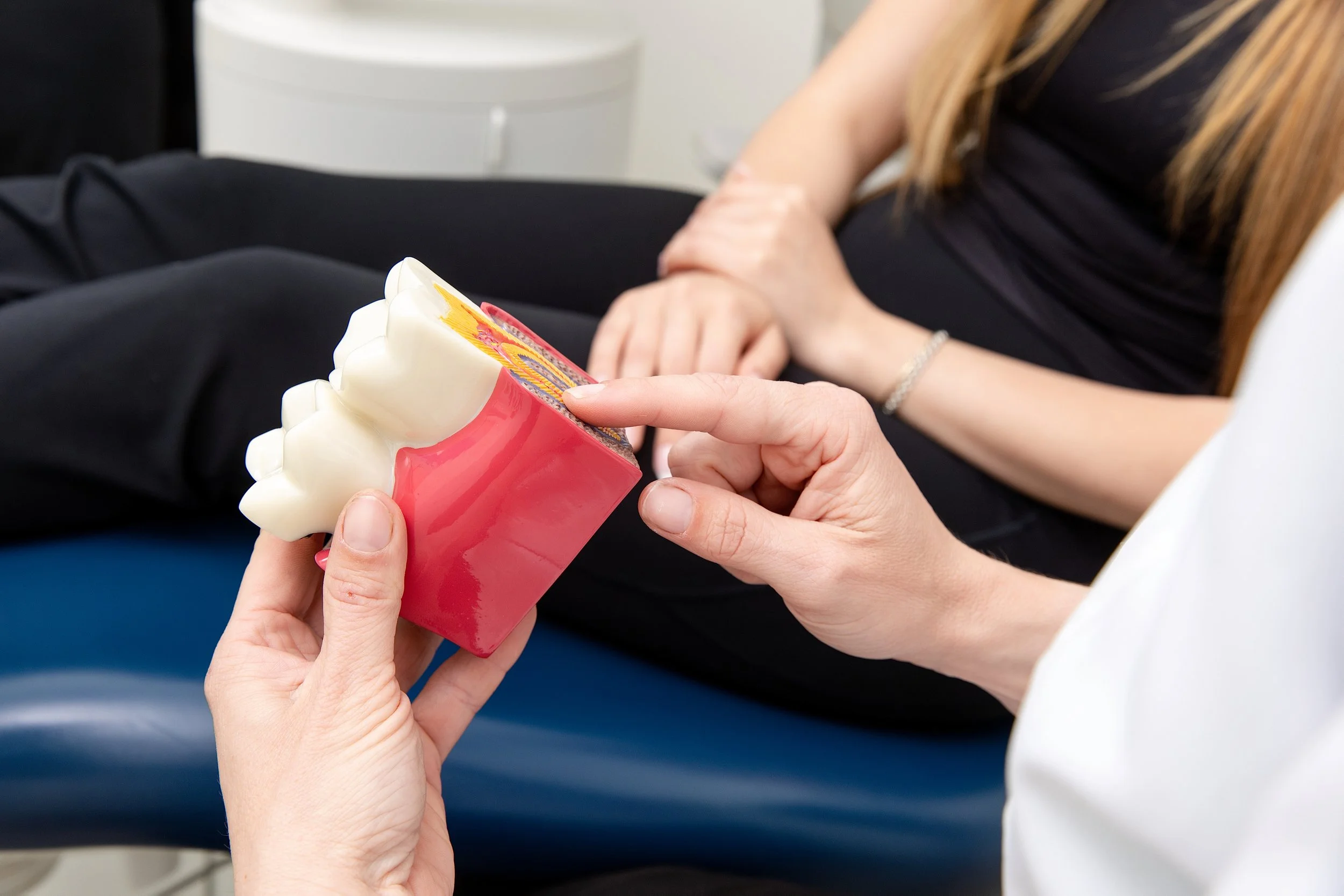 Dental model used to explain treatment at SV Dental Sun Valley