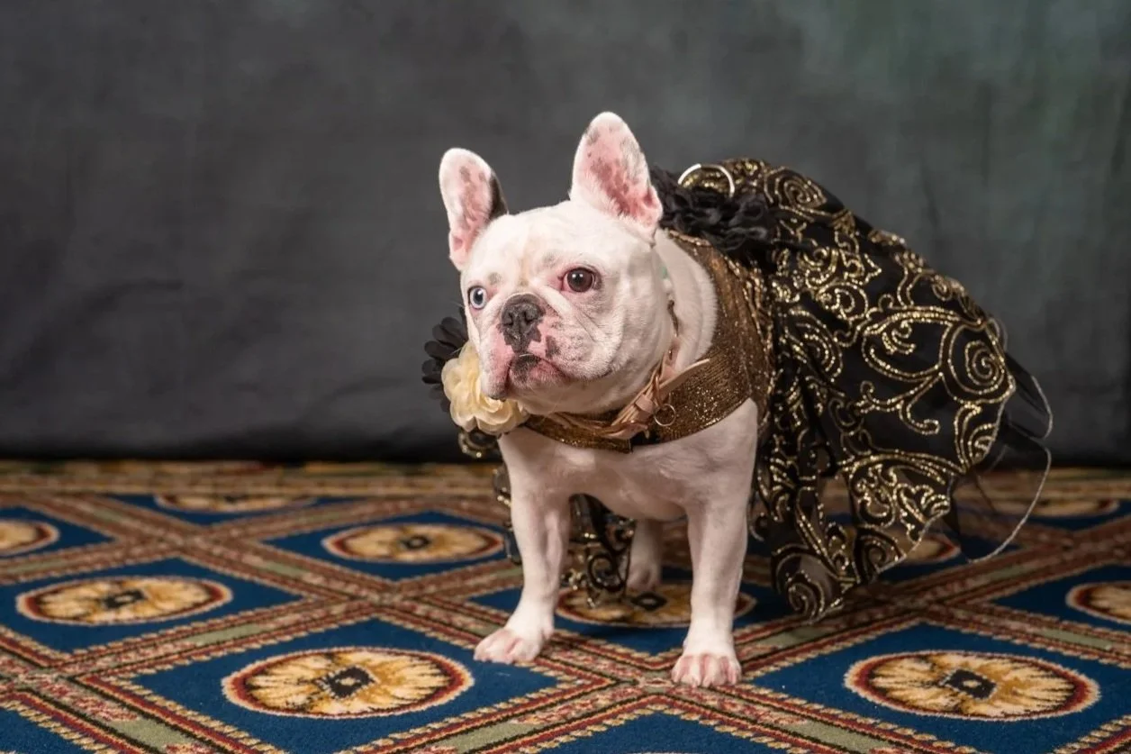 A French Bulldog dressed in an ornate black and gold gown with jewelry, standing on a patterned carpet with a dark backdrop.
