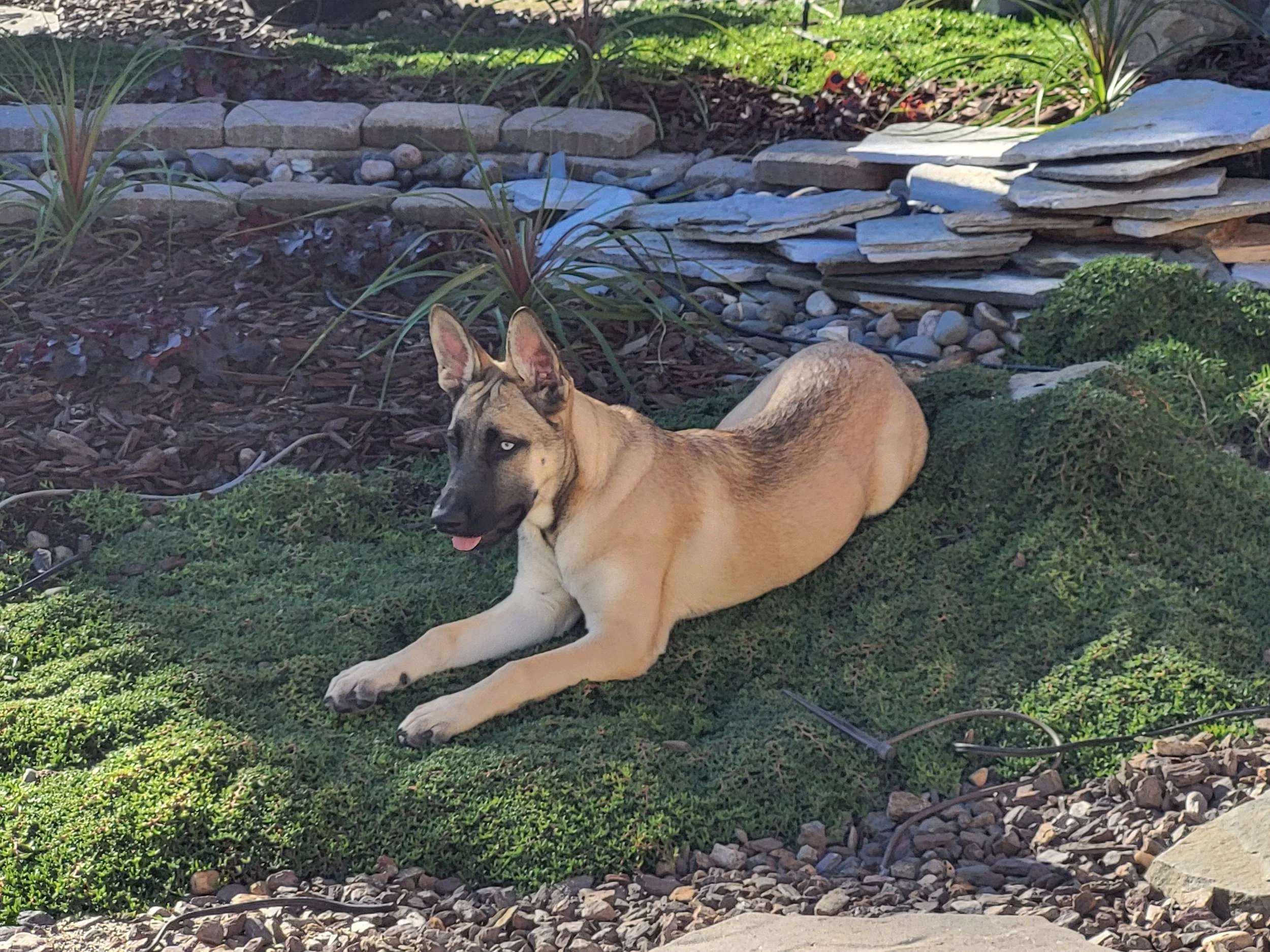 A tan and black dog with pointy ears lying on a patch of green moss in a landscaped garden with rocks, plants, and a stone wall.