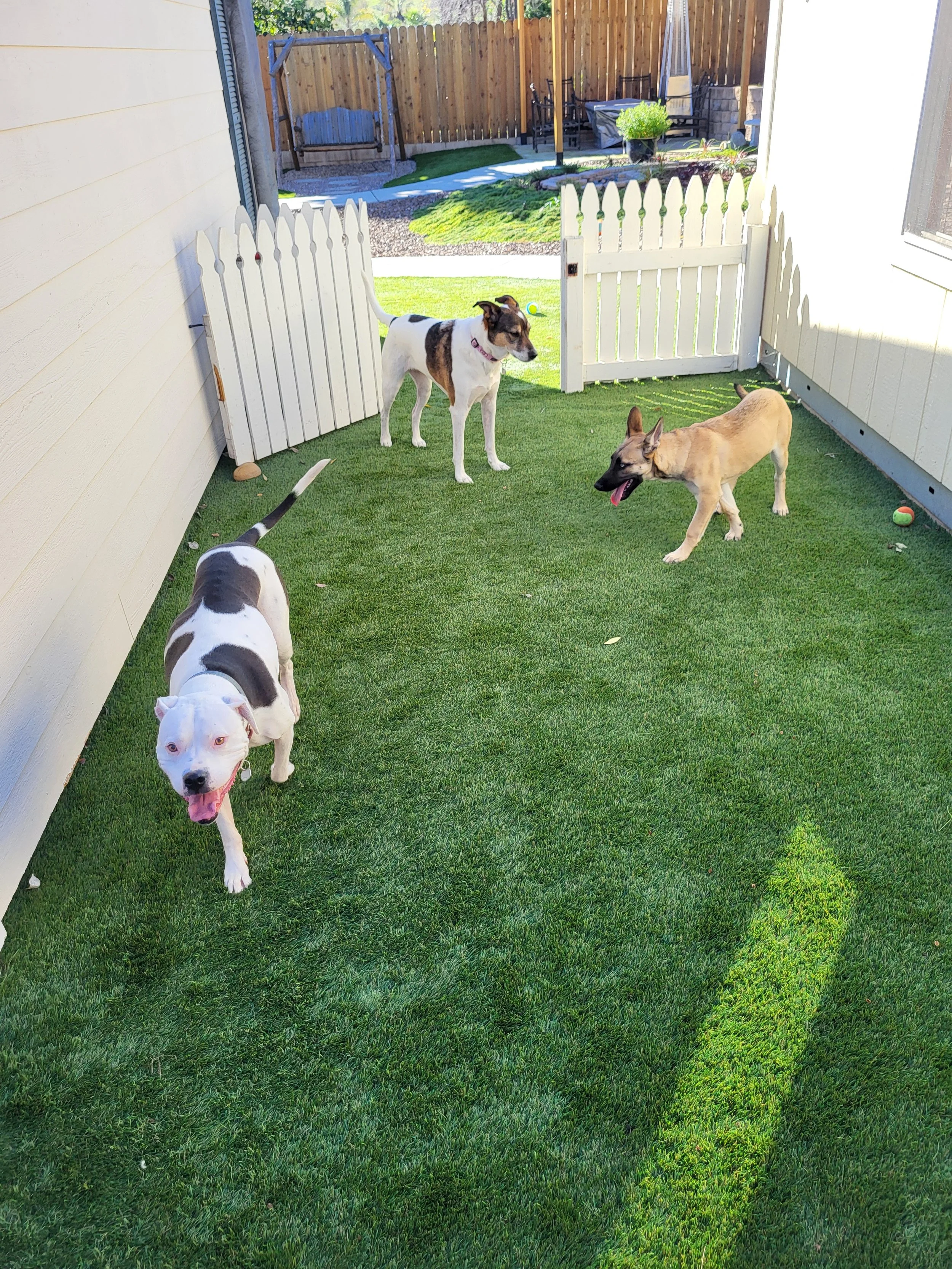 Three dogs playing in a fenced backyard with green grass, a small white picket gate, and outdoor furniture in the background.