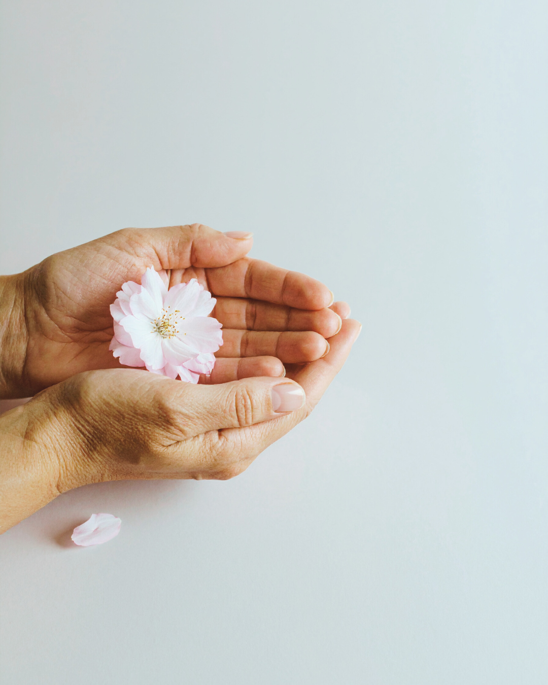 Two adult hands gently holding a light pink cherry blossom flower with a white background.
