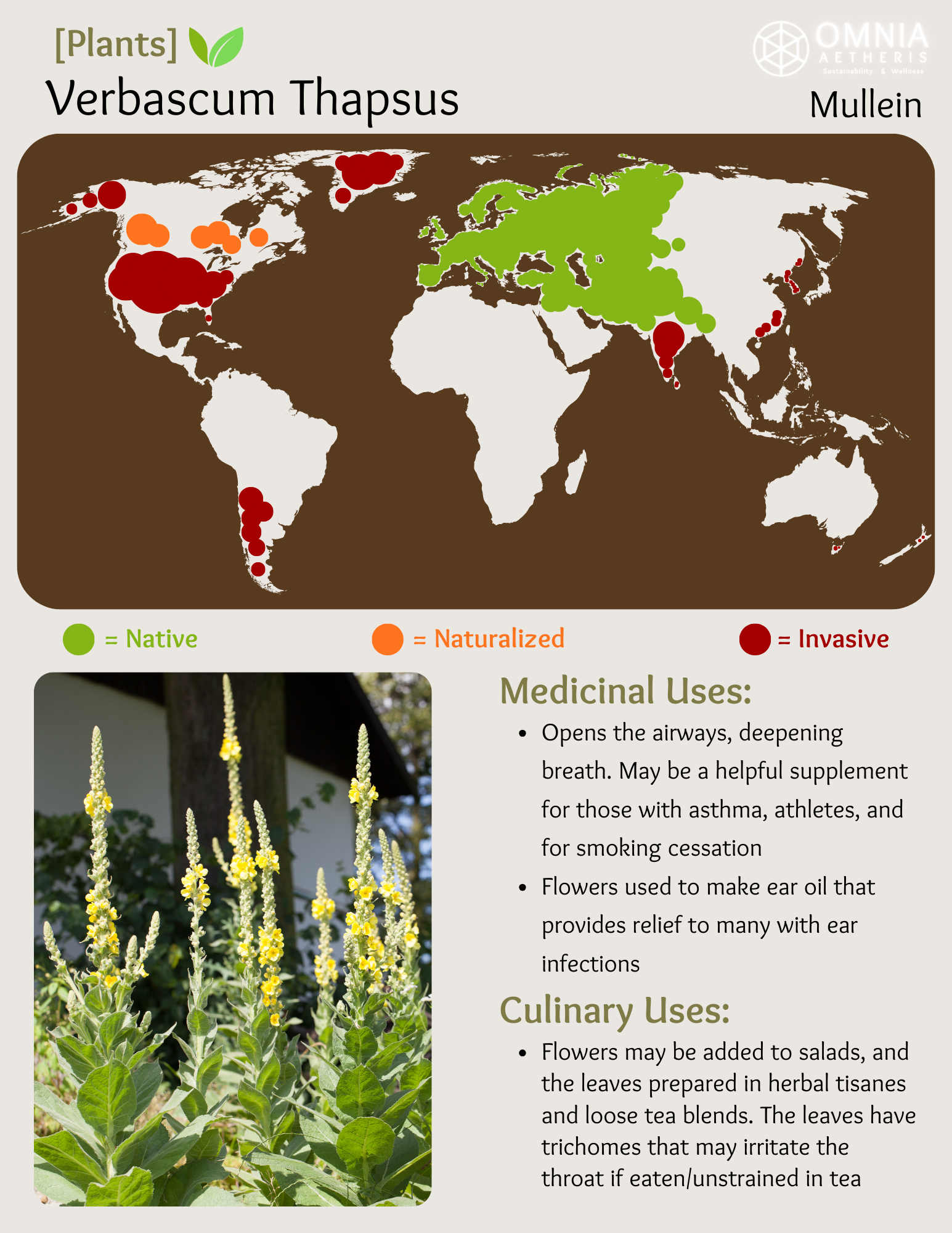 Verbascum Thapsus - Mullein