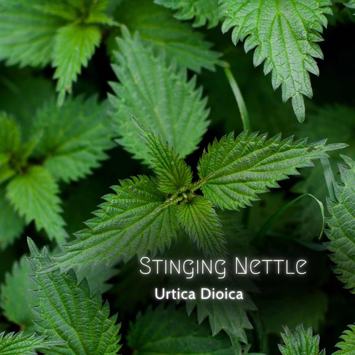 Wildcrafted Stinging Nettle Leaf – Hand-Harvested 4oz – Dried Leaf – Free Shipping