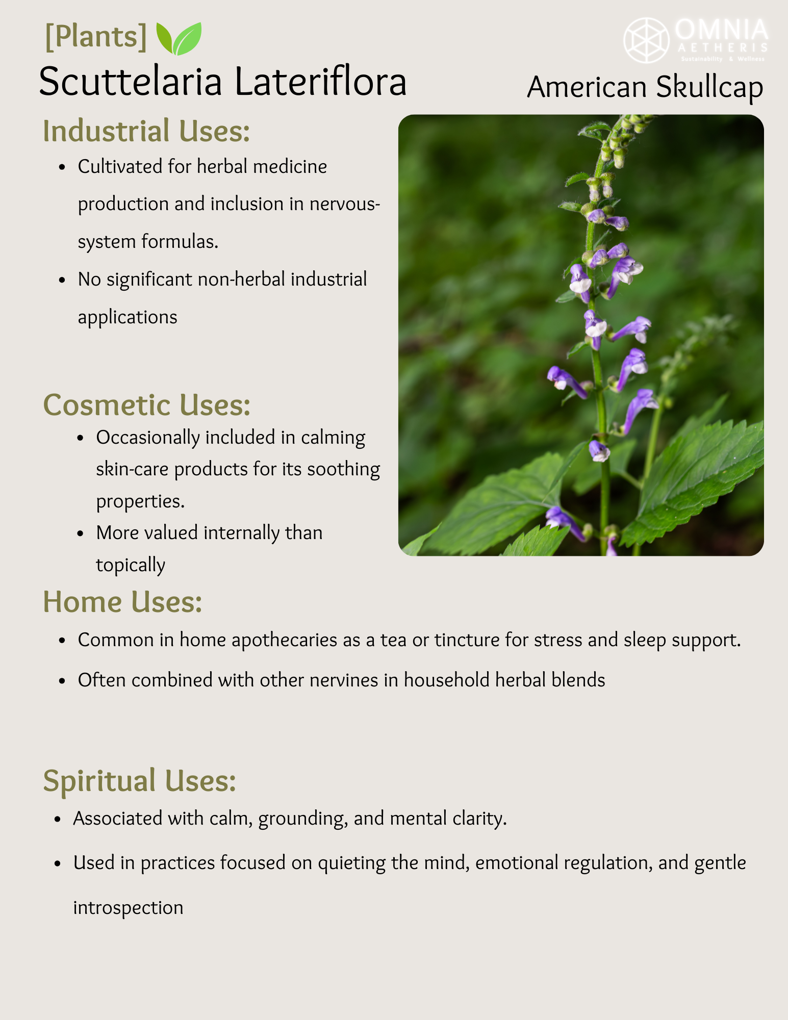 Scuttelaria Lateriflora - American Skullcap