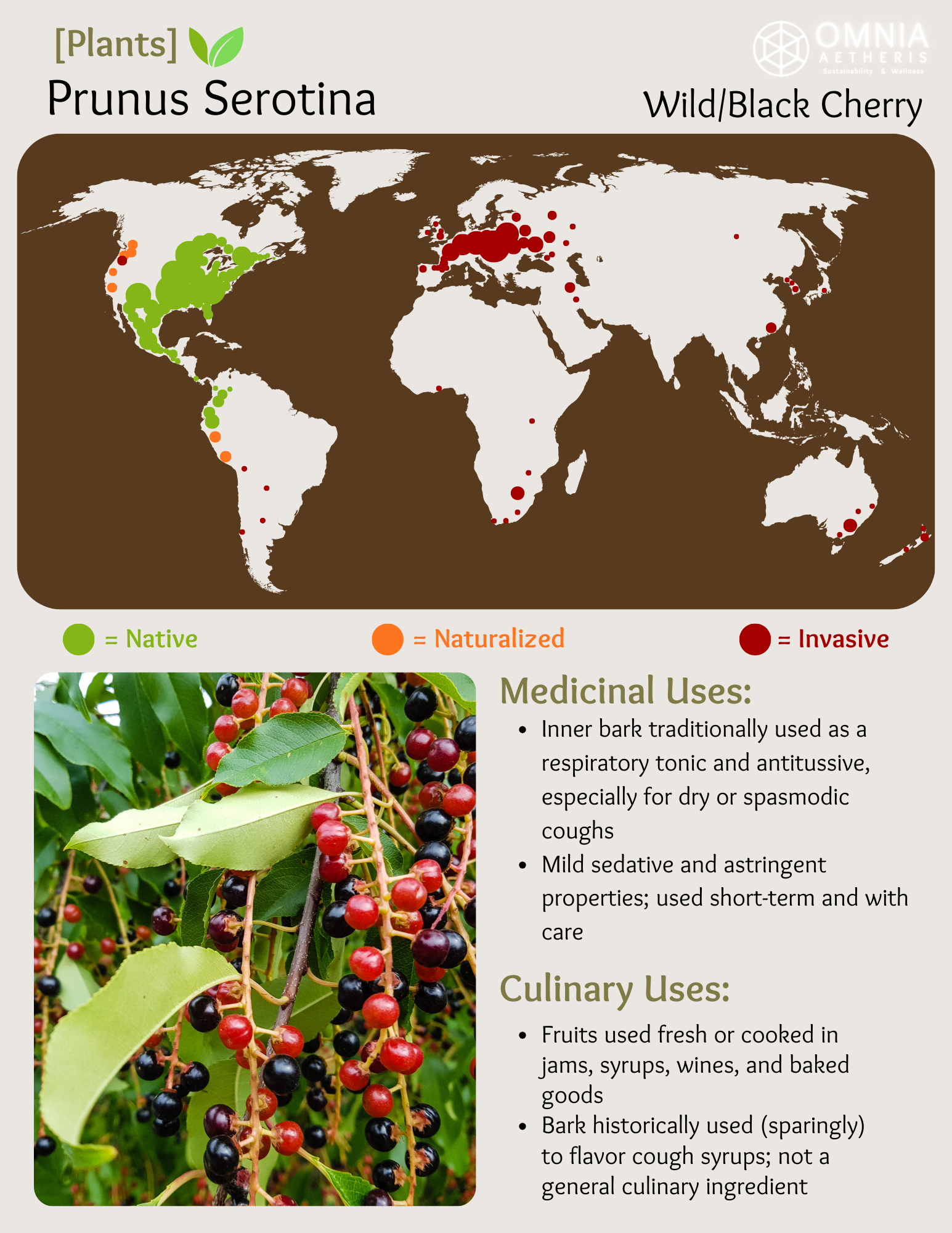 Prunus Serotina - Black Cherry