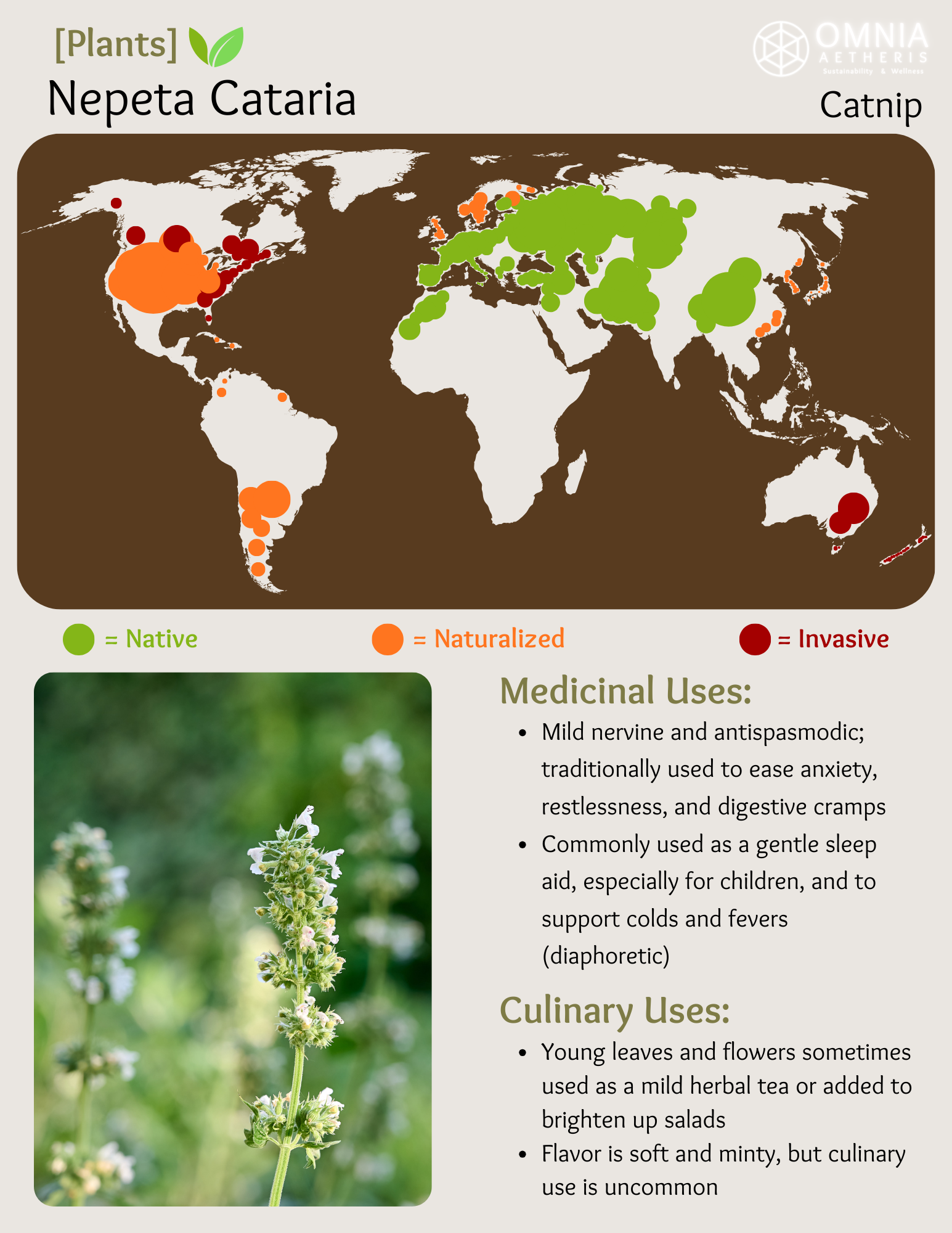 Nepeta Cataria - Catnip
