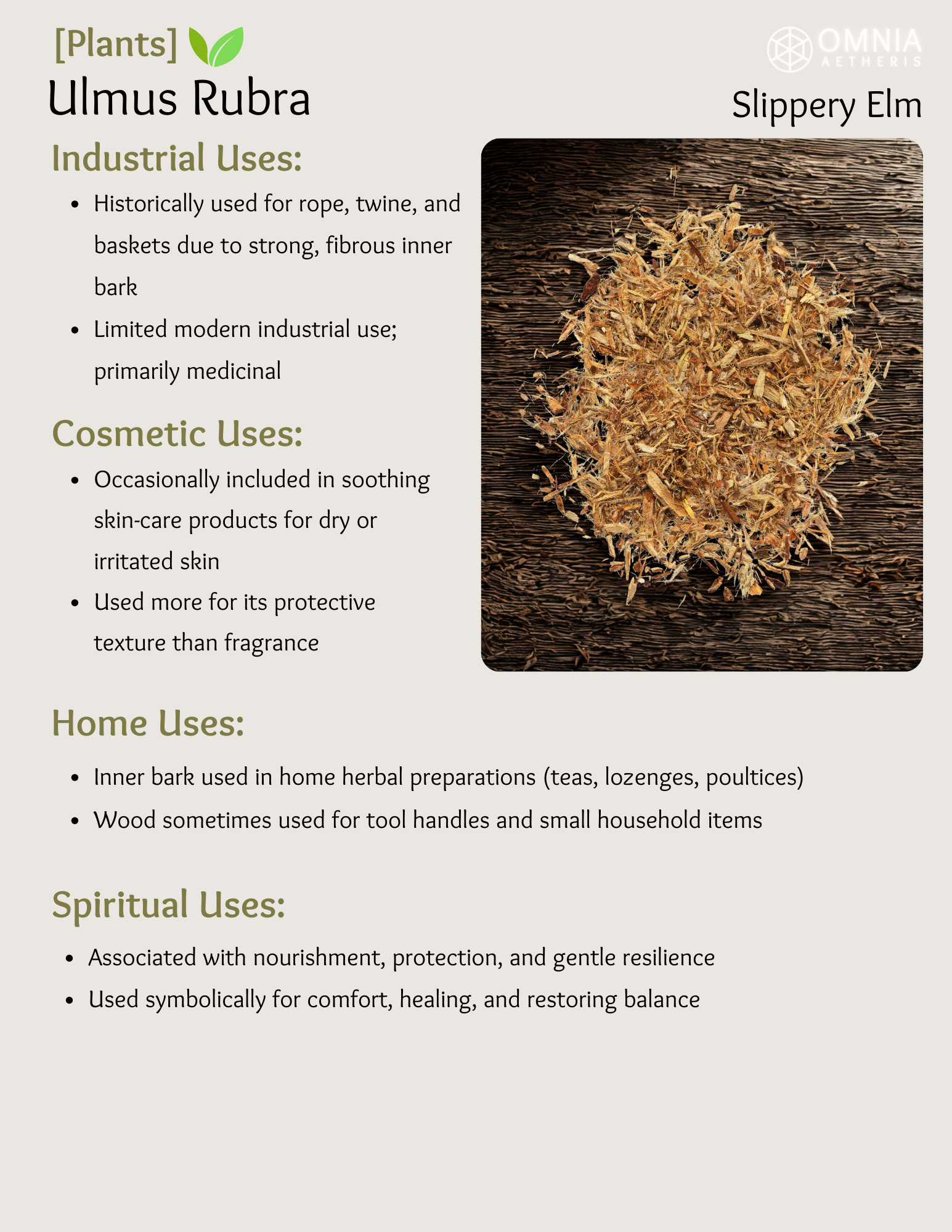 Ulmus Rubra - Slippery Elm