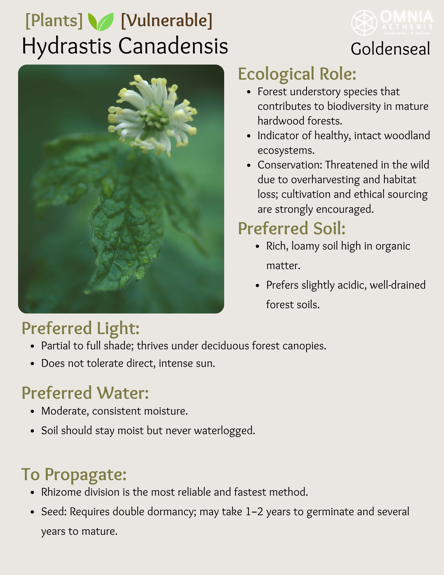 Hydrastis Canadensis - Goldenseal