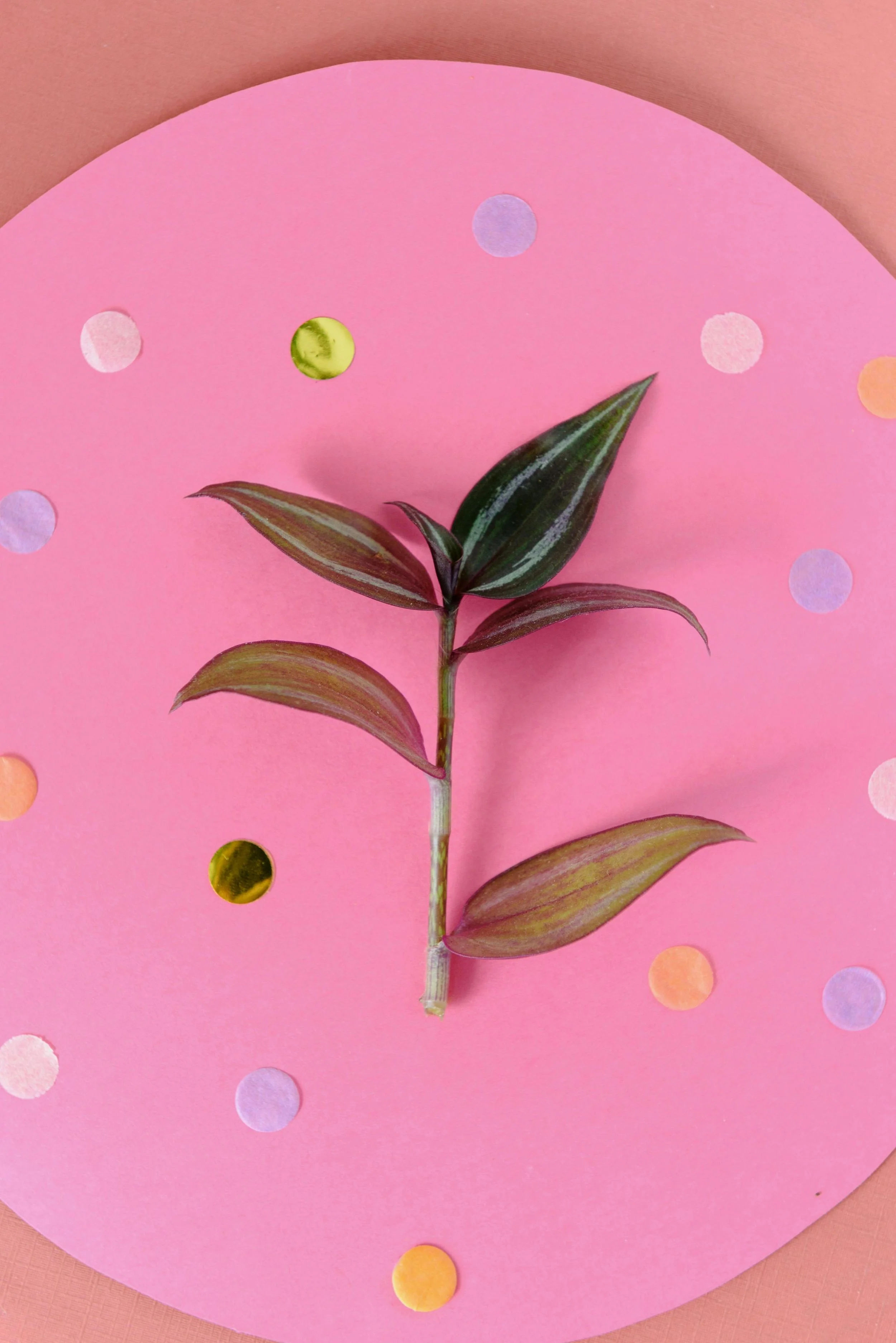 Small green plant sprouting on a pink background representing personal growth, healing, and emotional resilience.