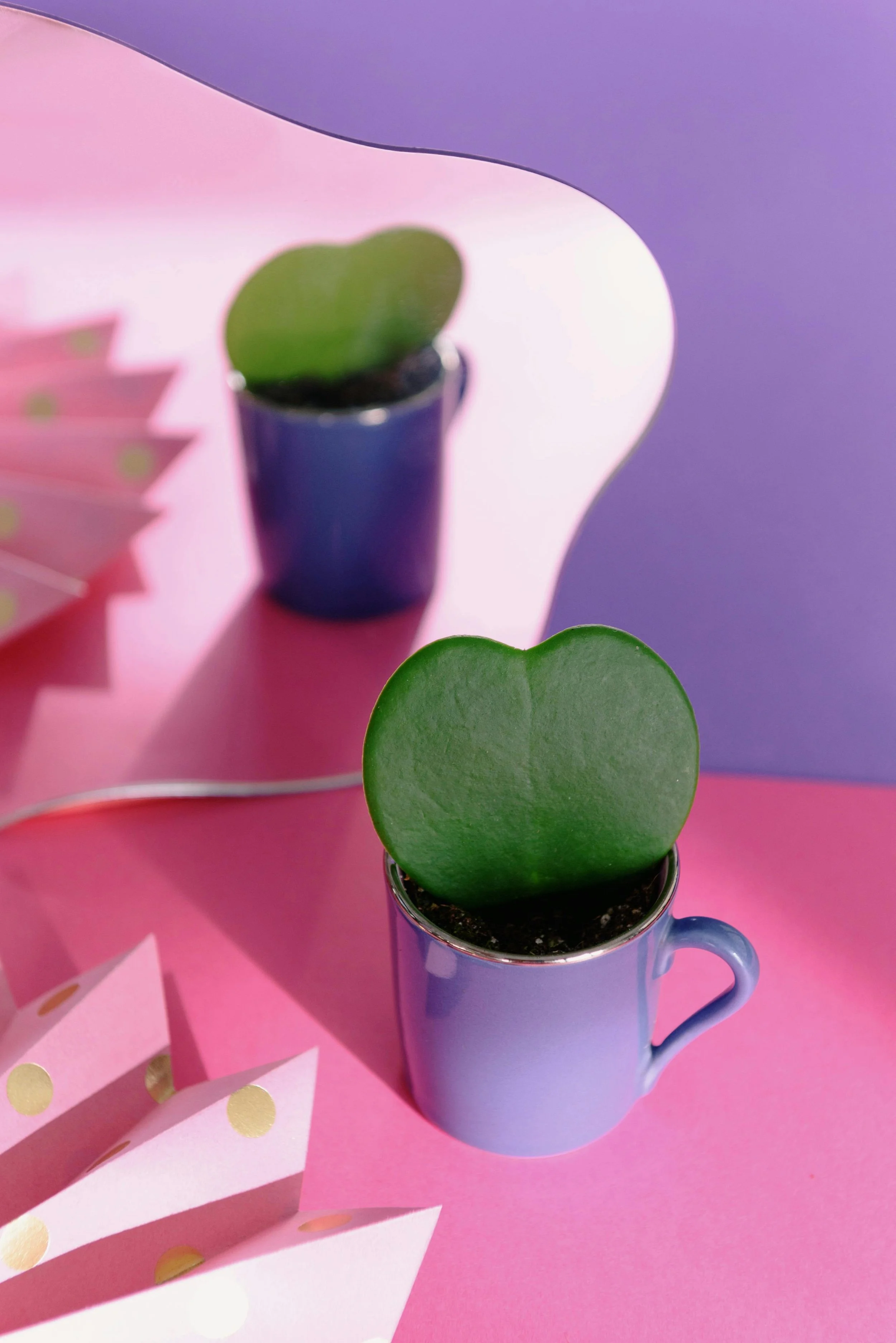Heart-shaped succulent in a blue mug with a mirrored reflection, symbolizing personal growth and self-reflection.