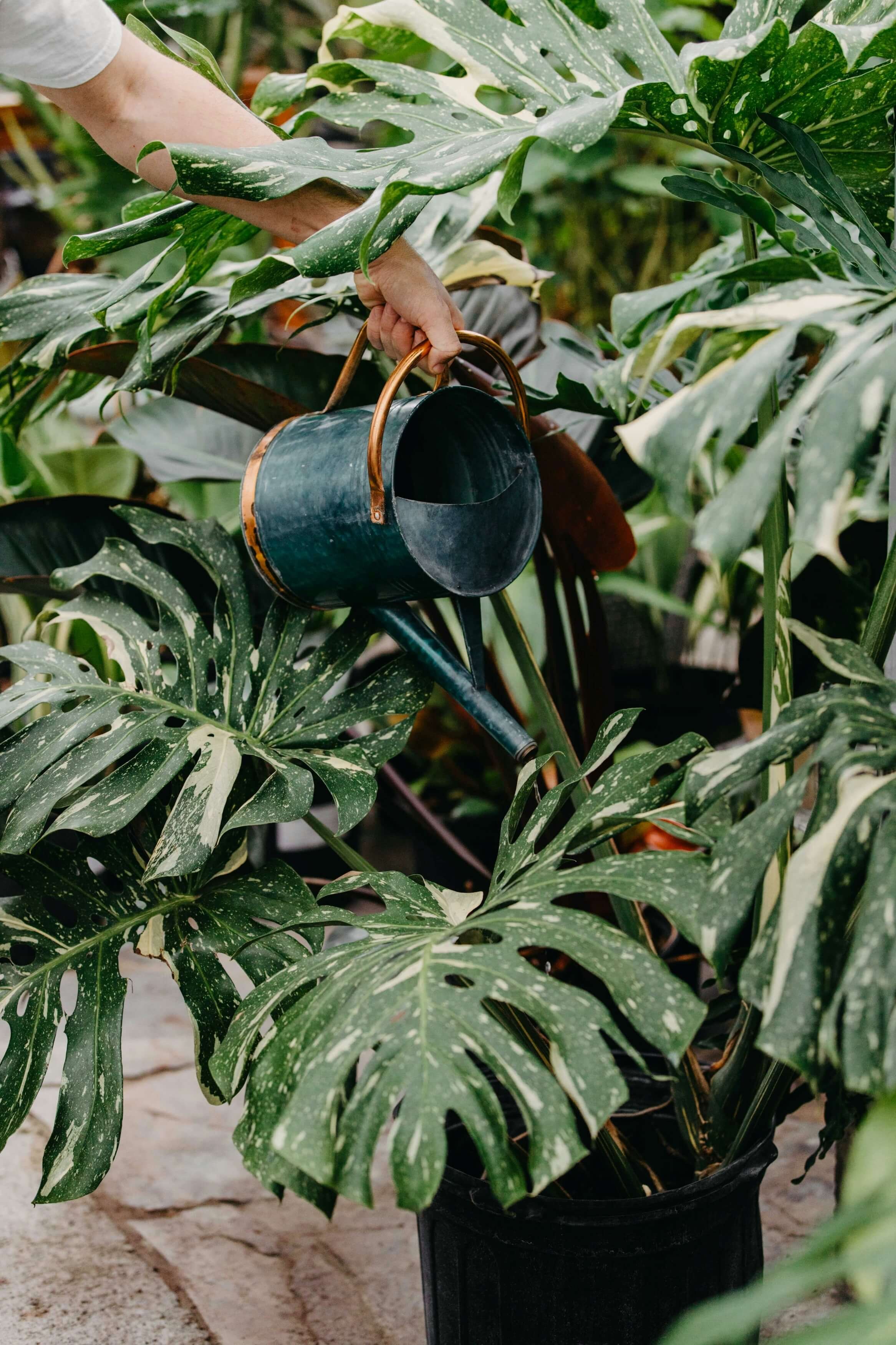 Woman watering tropical plants with a black watering can
