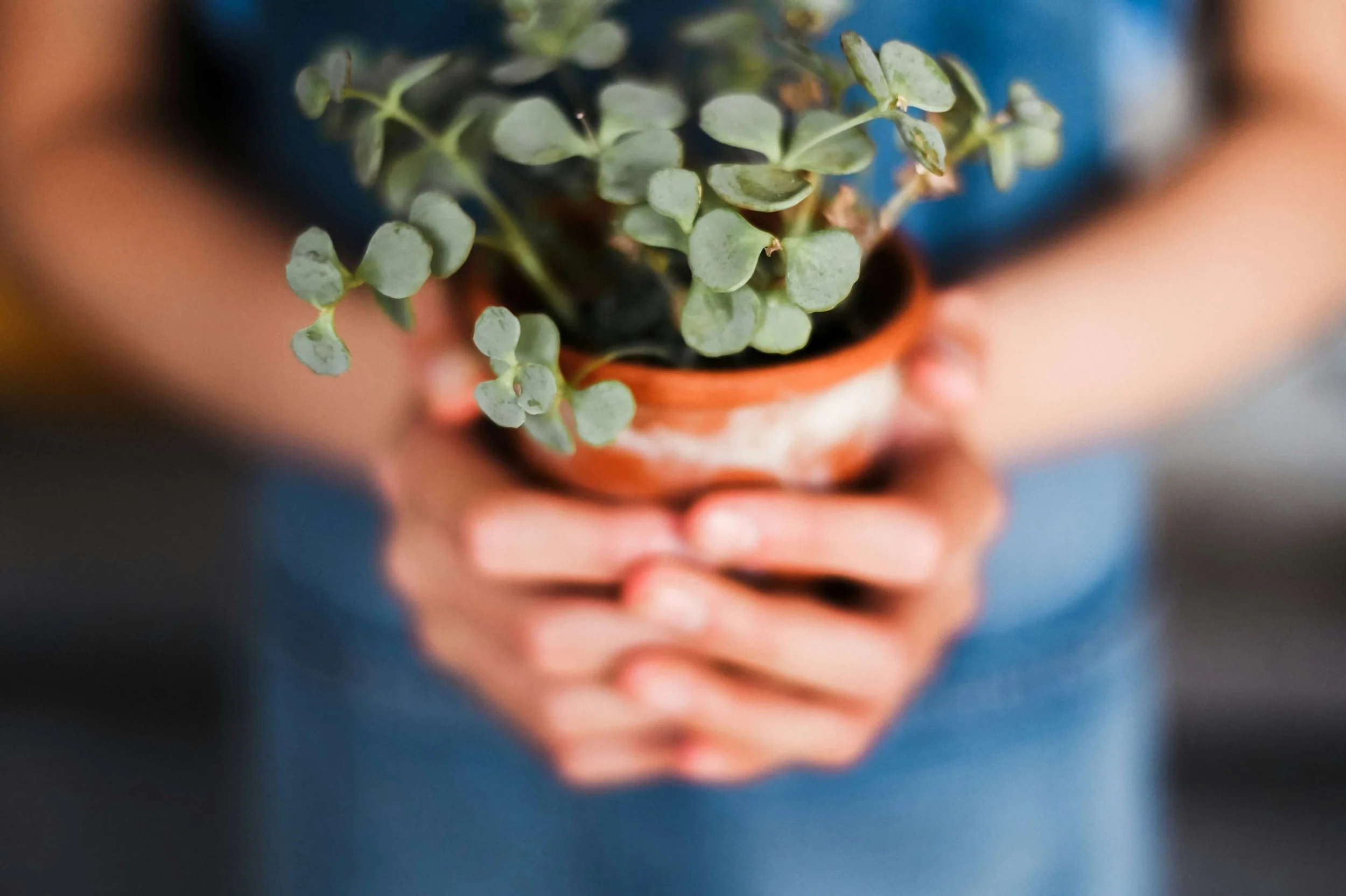 Person holding a potted plant symbolizing growth and emotional healing