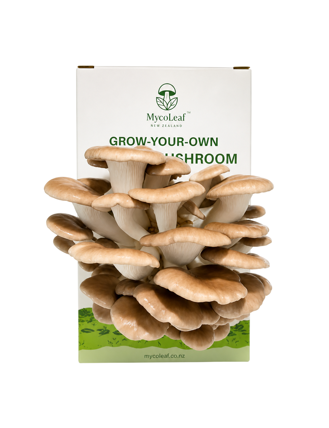 Oyster Mushroom DIY Kit