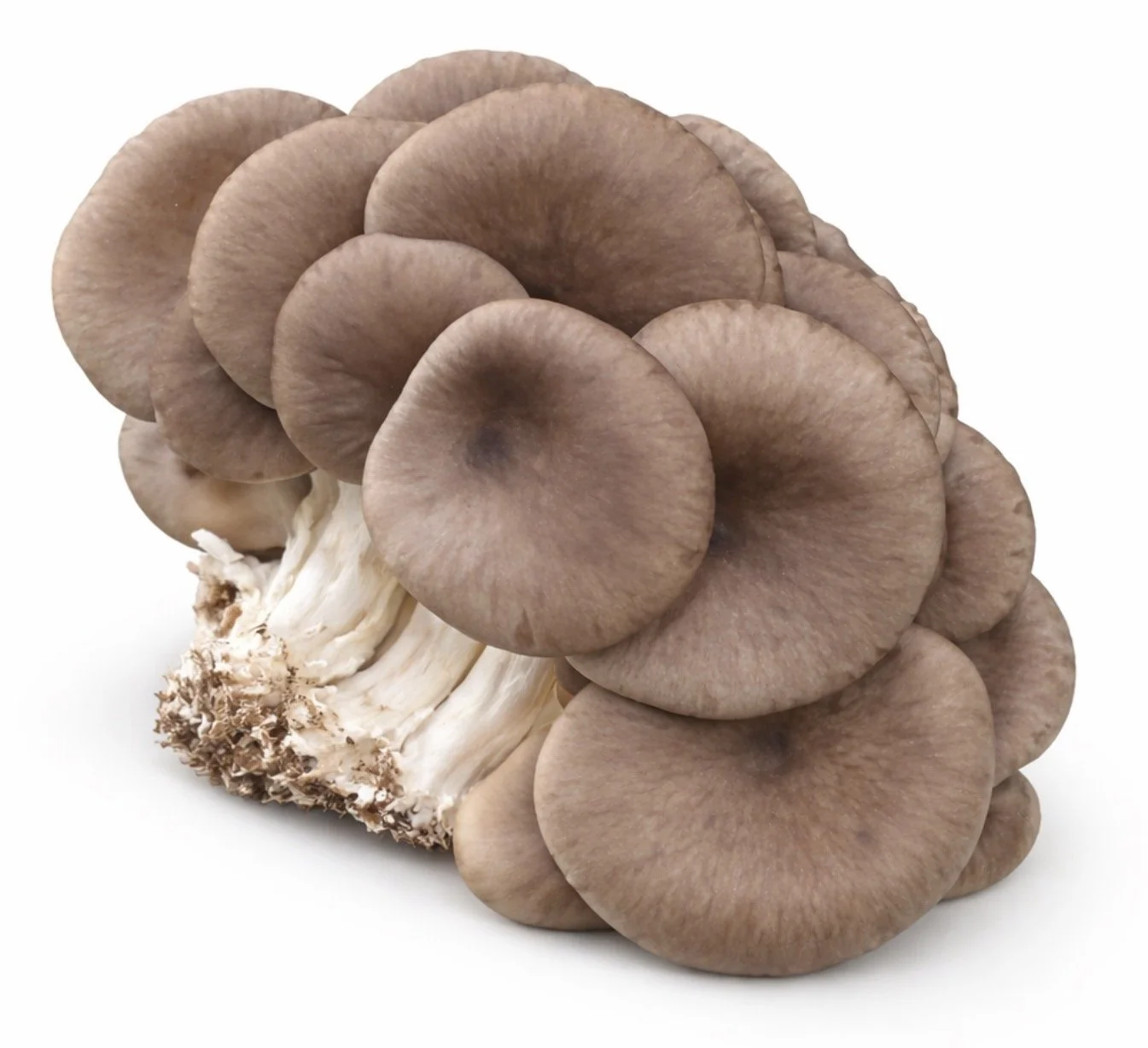 Oyster Mushroom