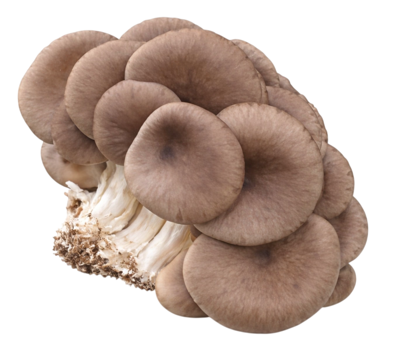 Oyster Mushrooms