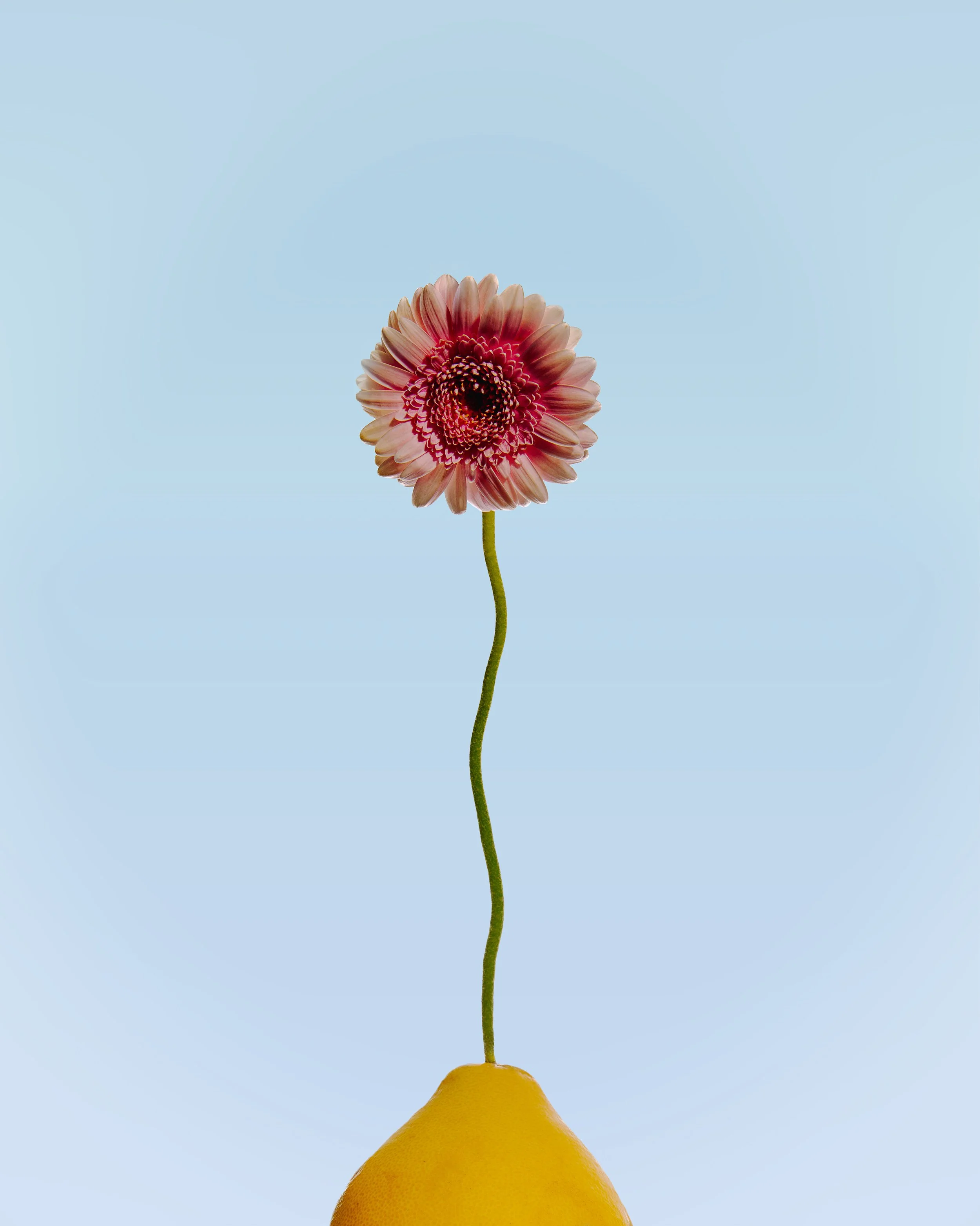 A lemon with a flower stem growing out of the lemon's top against a light blue background.