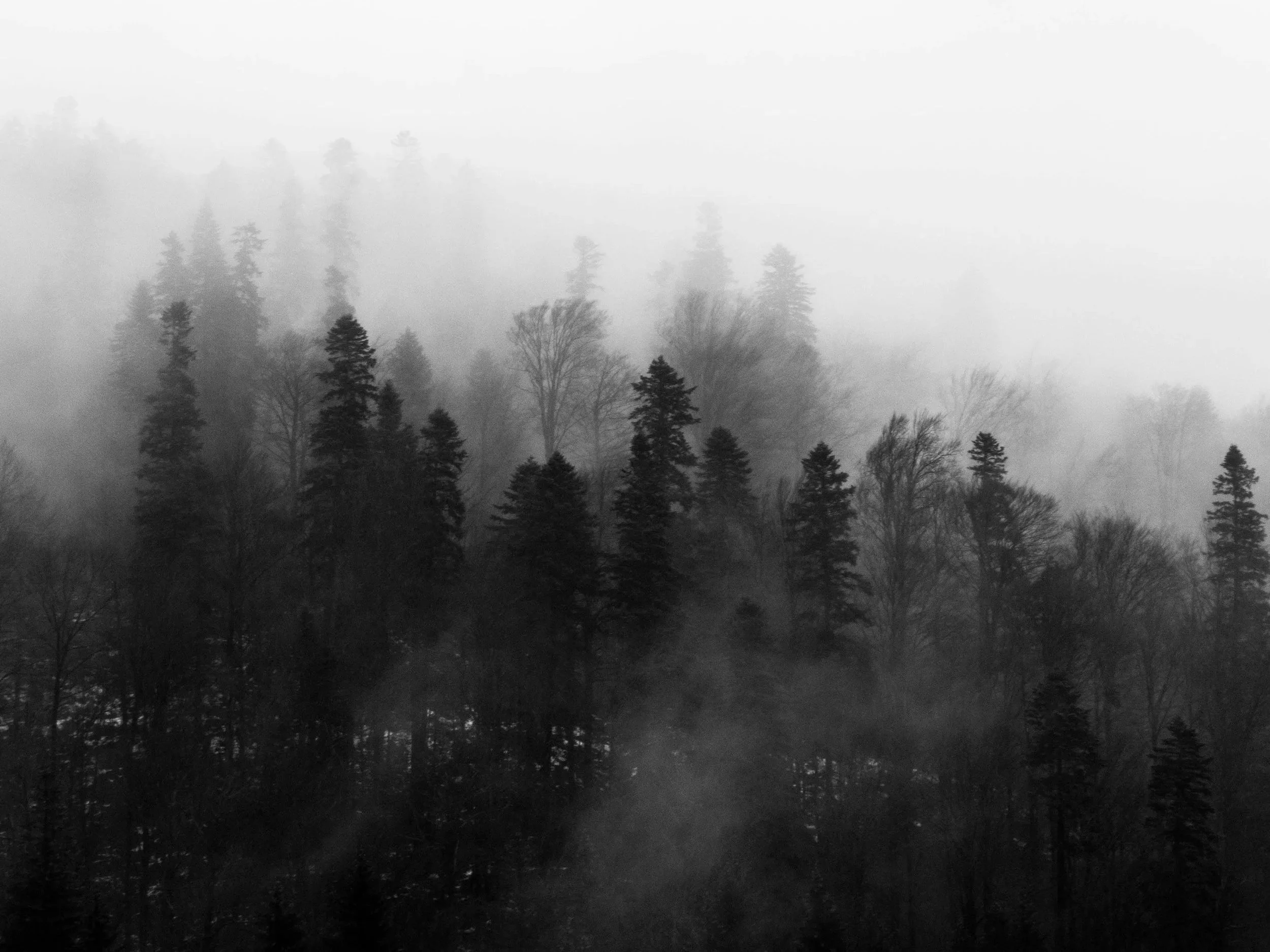 Black and white photo of a foggy forest with tall trees on a hillside, promoting the rootedness of a grounding trauma-informed reiki session.