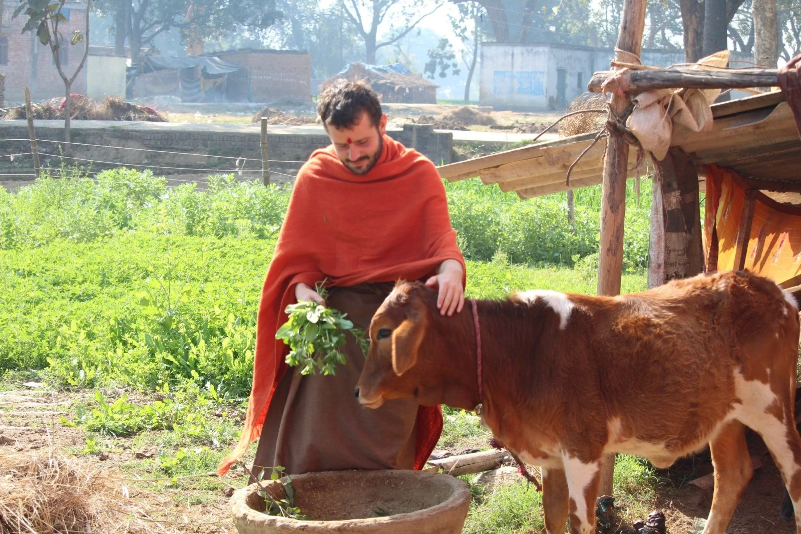 Man dressed in traditional attire with an orange shawl, holding a bunch of green leaves, feeding a brown and white cow in an outdoor rural setting with greenery and simple structures in the background.