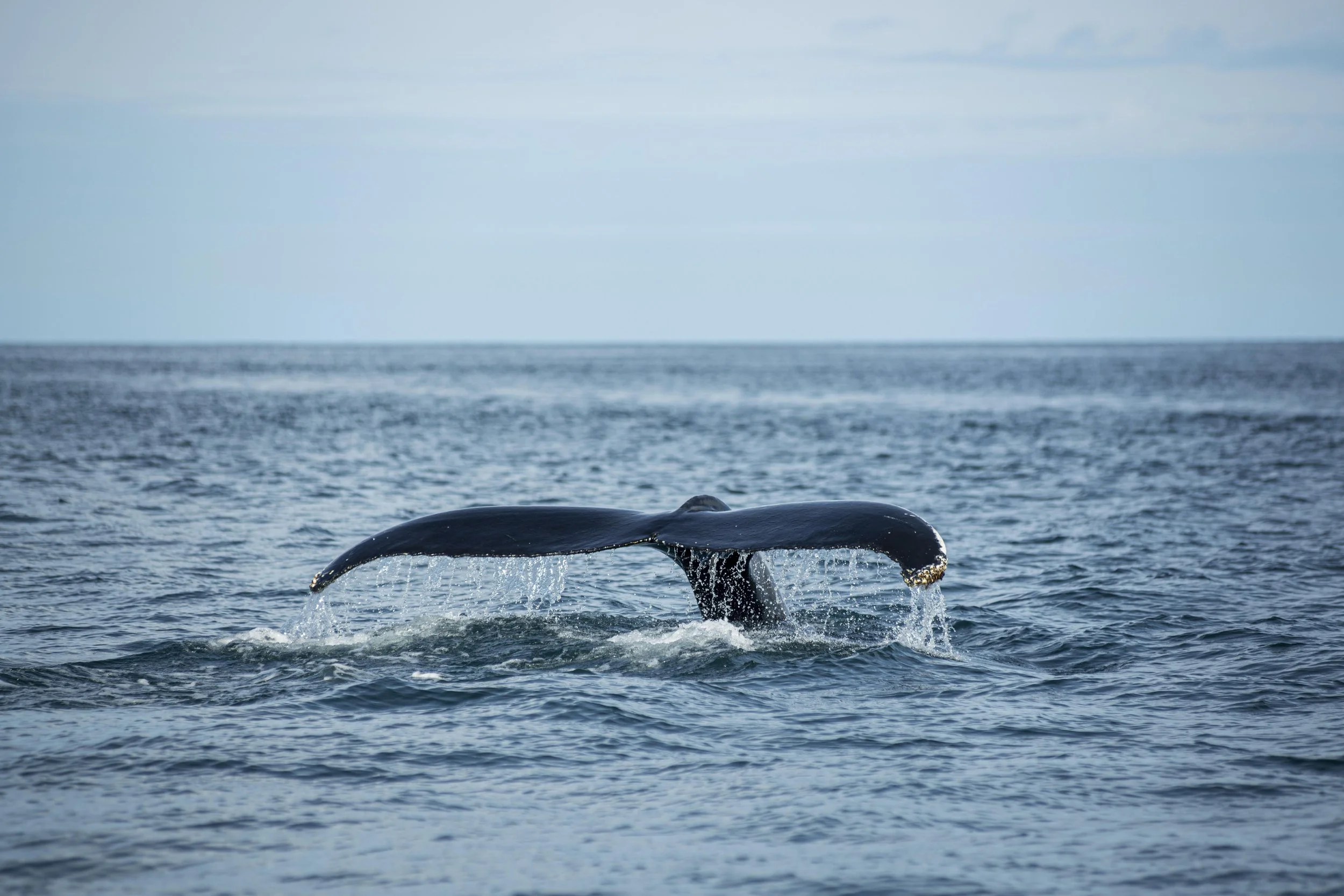 A whale's tail emerging from the ocean water during a gentle, cloudy day.