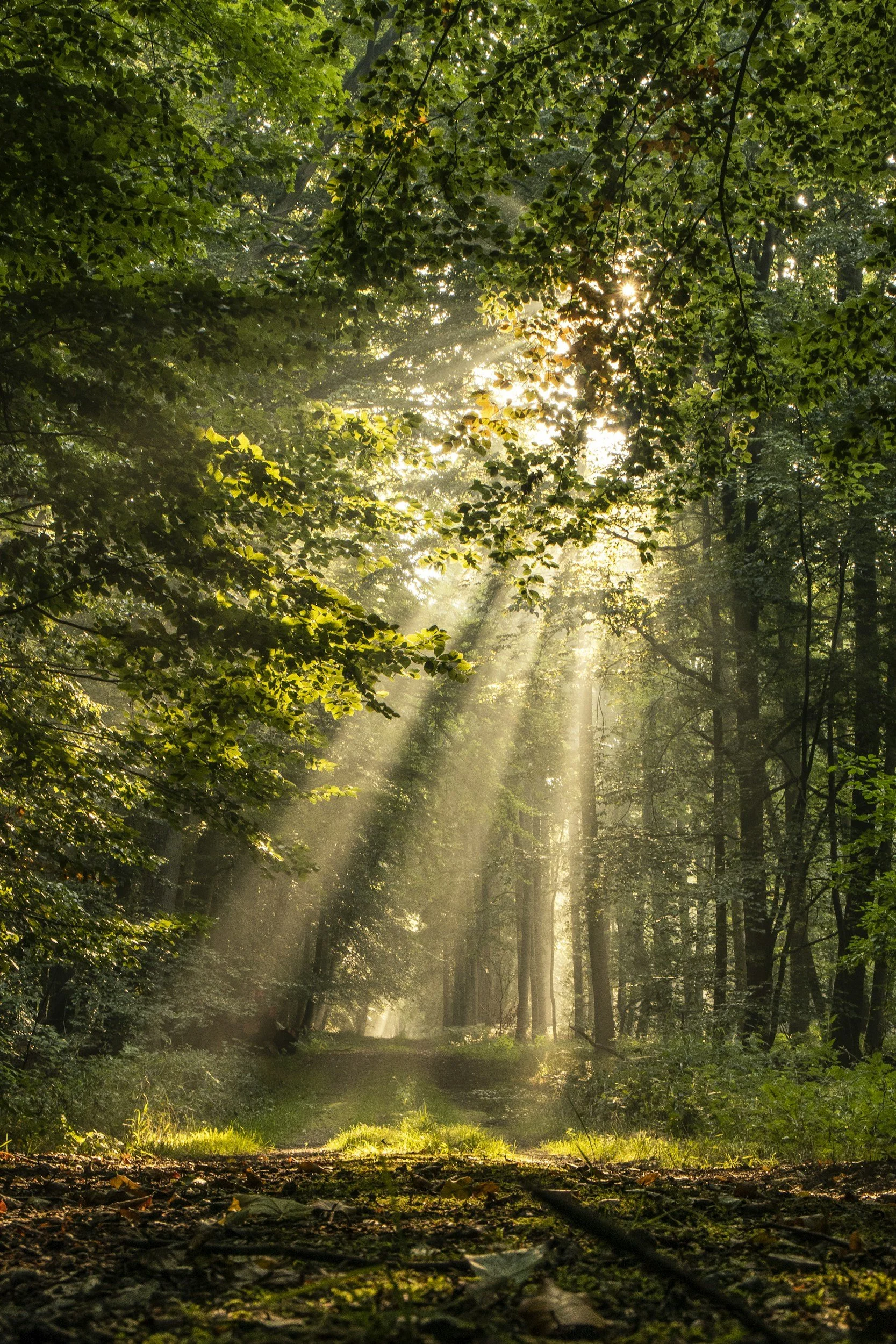 Sun rays shining through green canopy in a forest, illuminating the wooded path below.