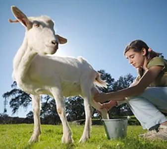 A woman milking a goat outdoors on a sunny day in a grassy field.